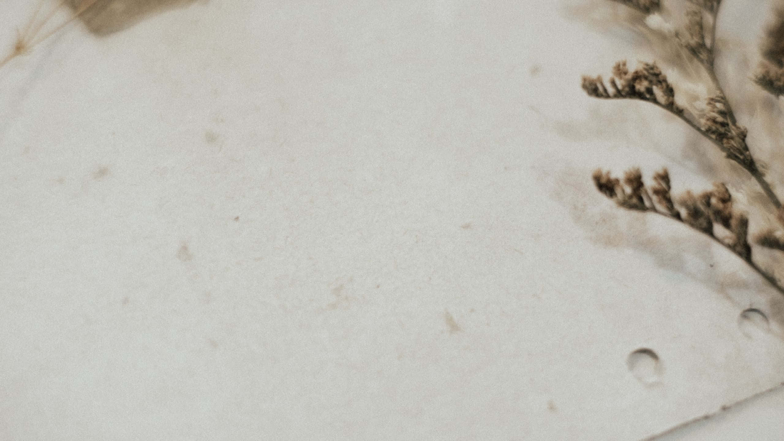 Vintage Aesthetic 桌布 壁紙 — 乾燥嘅啡色植物莖部特寫，放喺有紋理嘅米白色紙上，帶有細微嘅水滴。