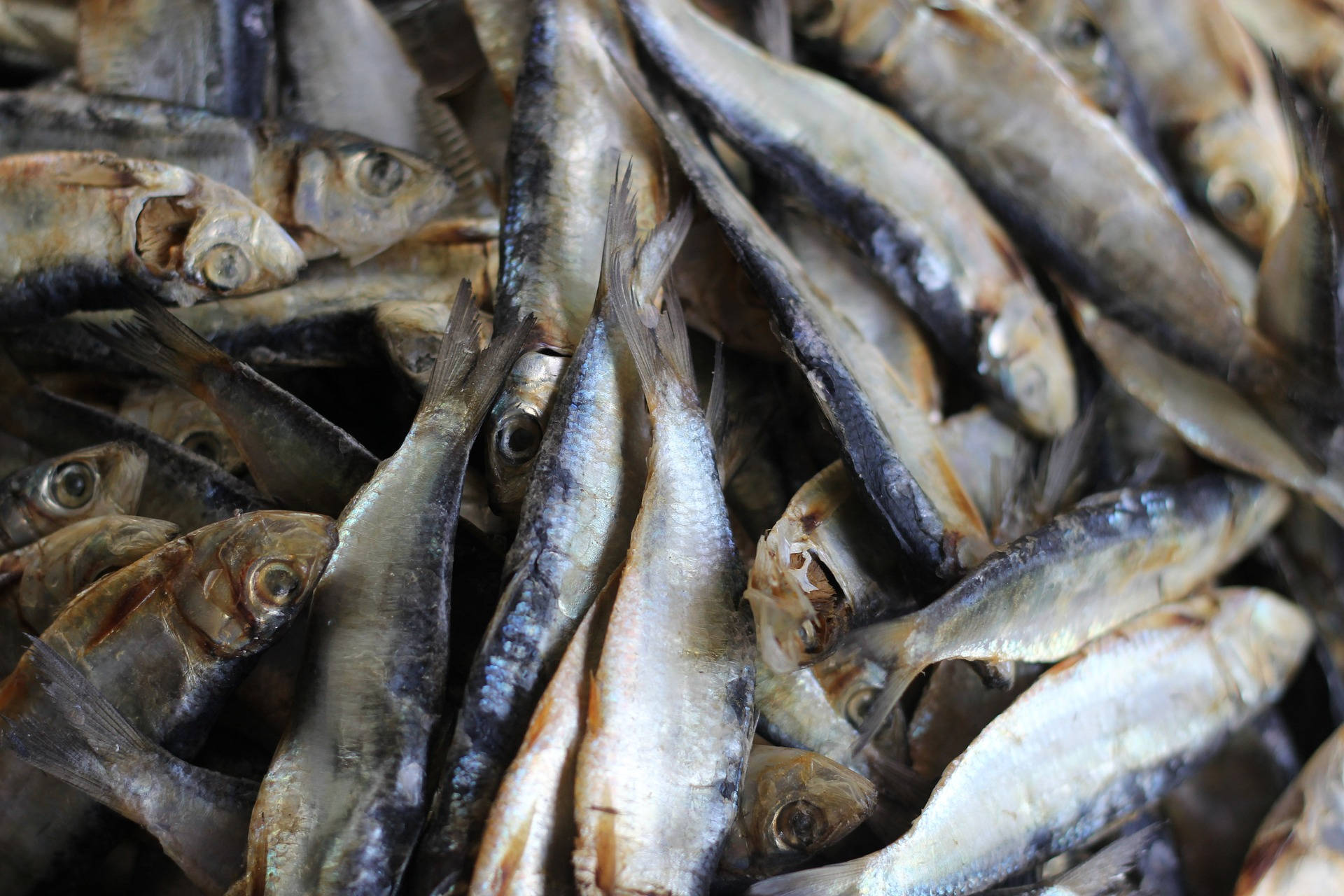 乾燥小鯡魚 壁紙 — 乾沙甸魚堆疊在一起的近距離特寫，顯示其銀色鱗片和張開的嘴。