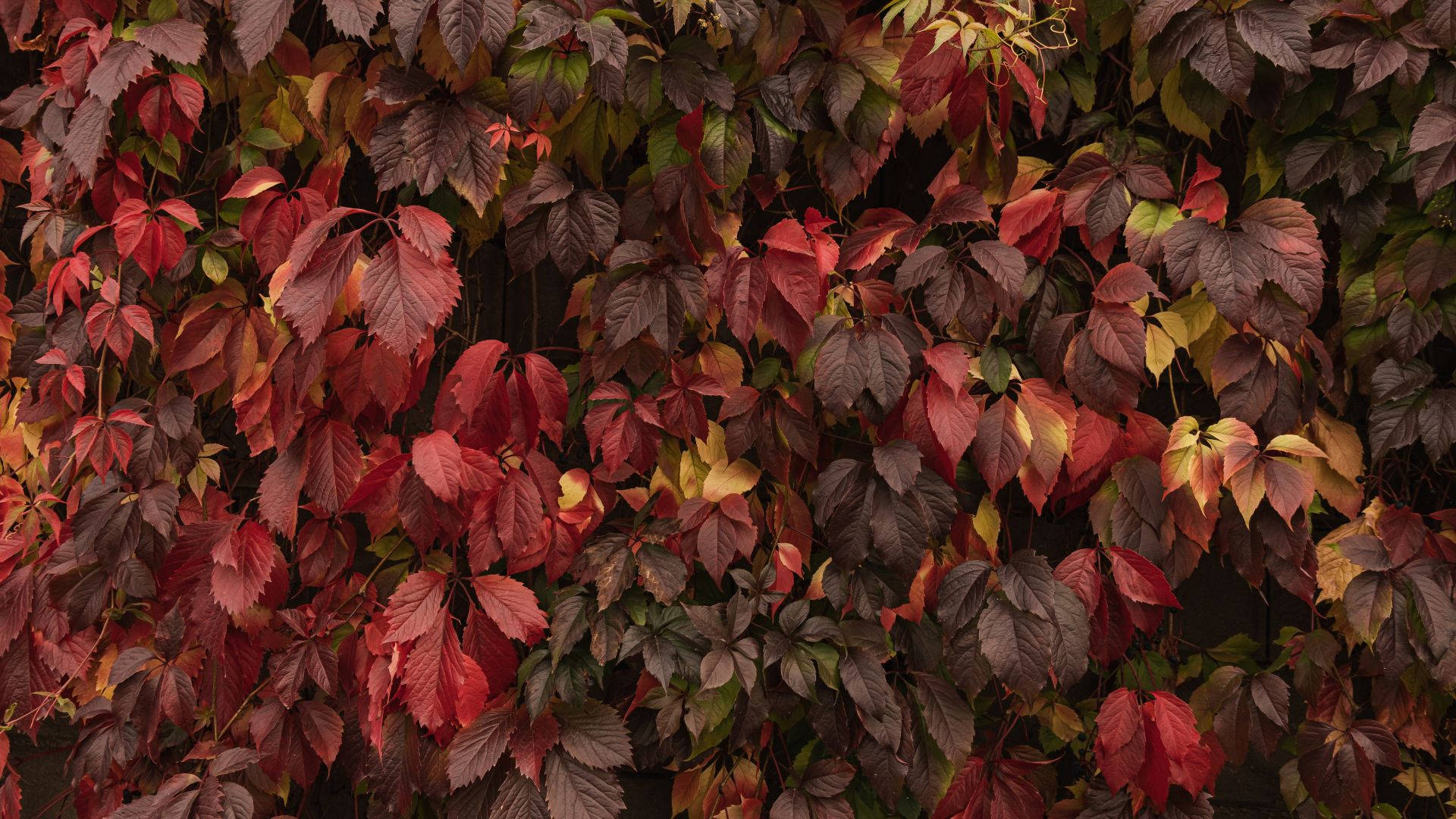 紅色、酒紅色和金色的秋葉覆蓋了深色牆壁。