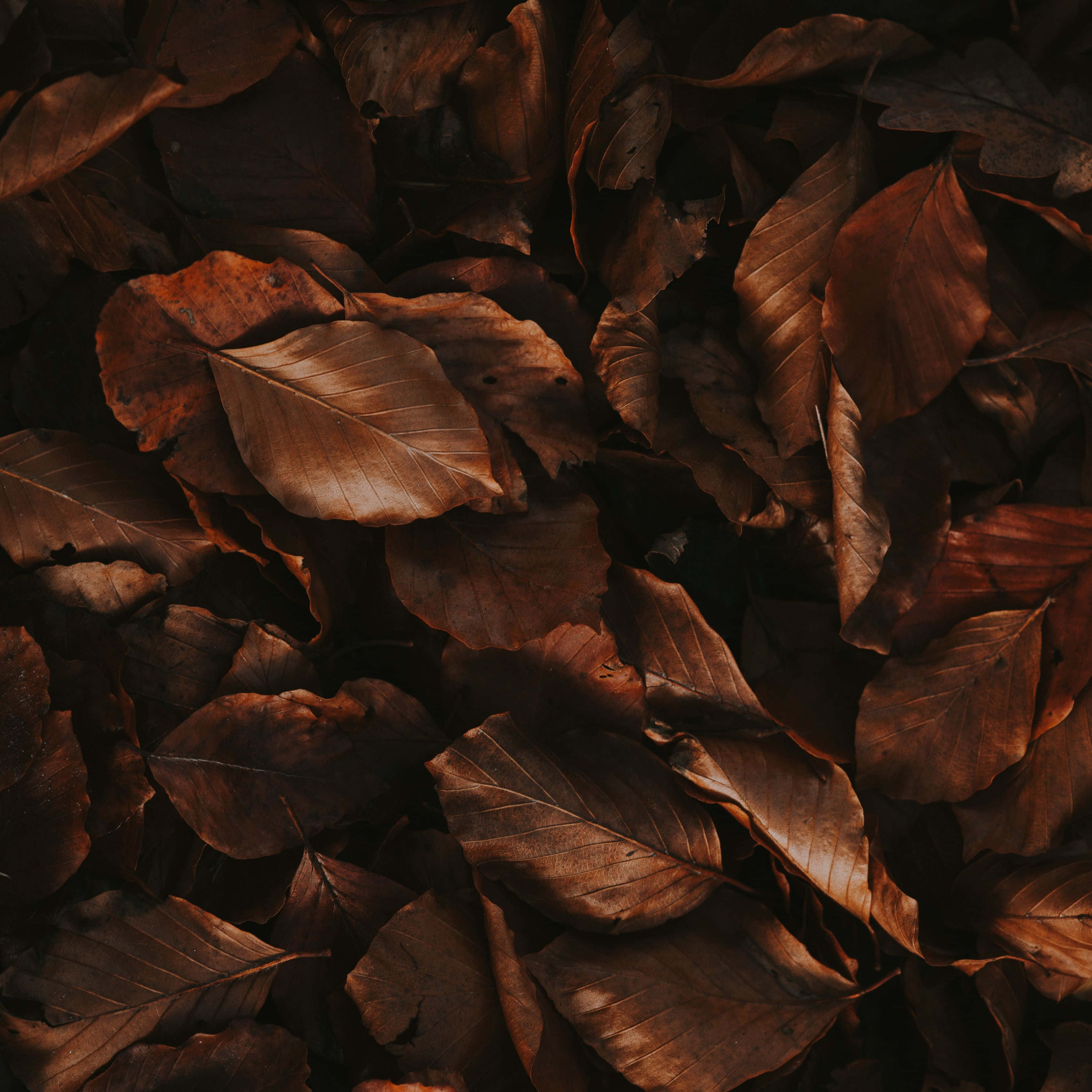 Brown Leaves 桌布 壁紙 — 乾燥棕色樹葉堆疊在深陰影中的特寫，溫暖的高光顯露出複雜的葉脈紋理。