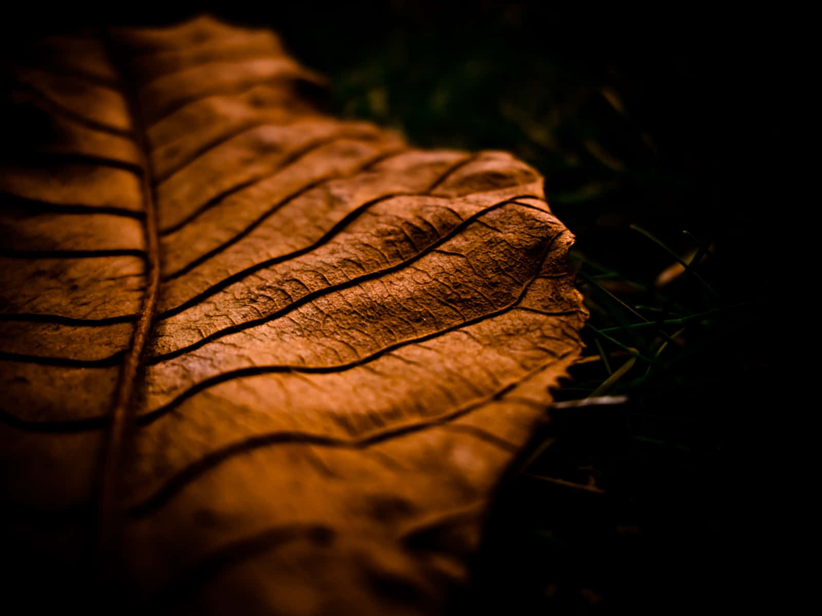 Brown Leaves 桌布 壁紙 — 乾燥棕色樹葉的特寫，葉脈錯綜複雜，在深色草地背景下溫暖地發光。