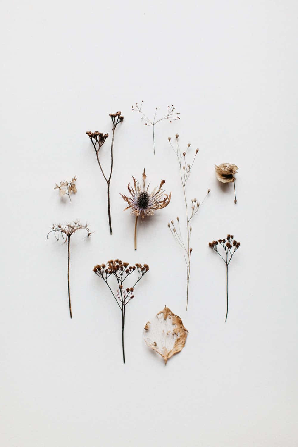Dried Flowers 桌布 壁紙 — 乾燥植物標本，包括莖、種子頭和一片葉子，在純白色背景上藝術地排列。