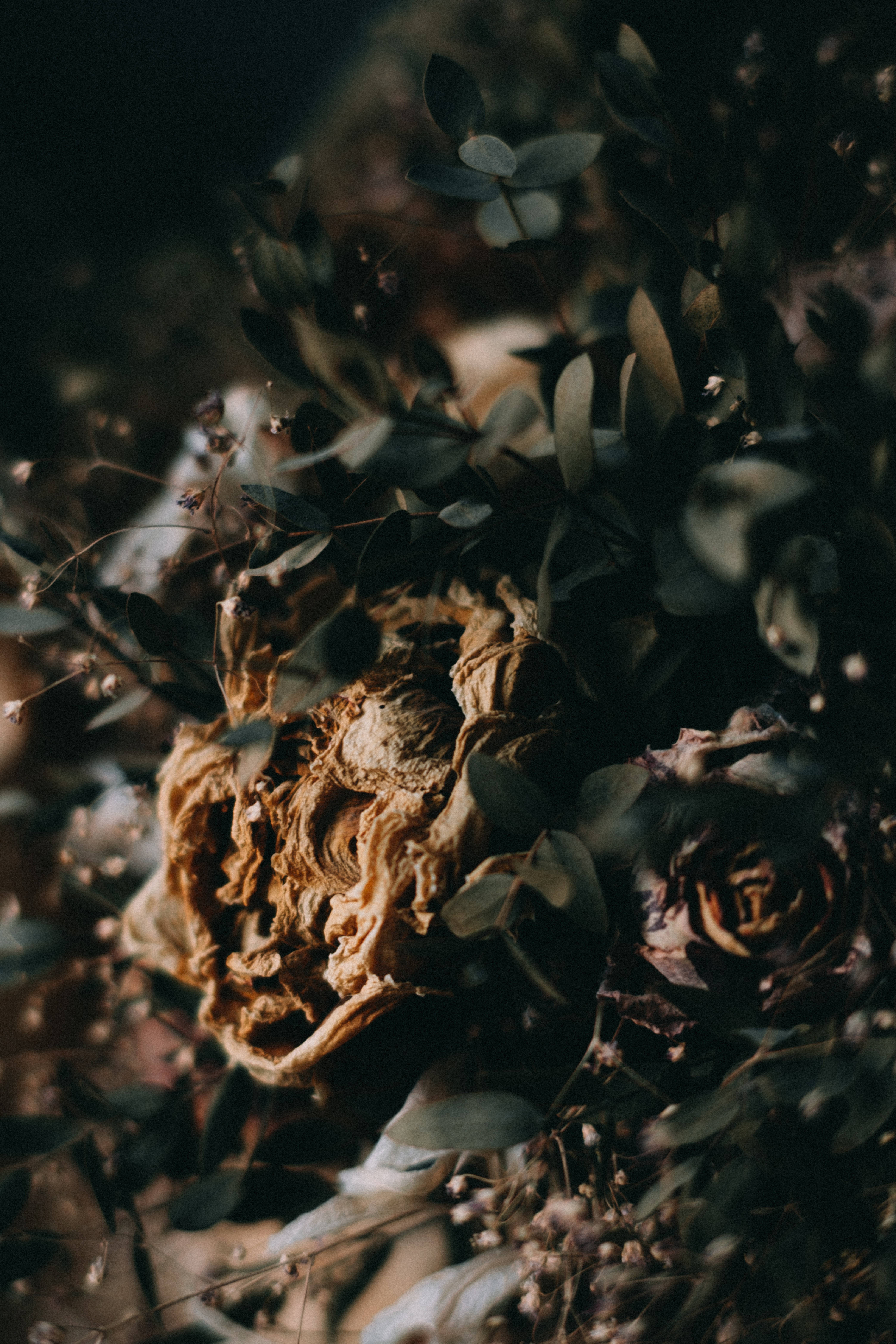 Depression Aesthetic 桌布 壁紙 — 乾燥玫瑰和尤加利葉的特寫，處於深色陰影中，帶有溫暖的金色高光。