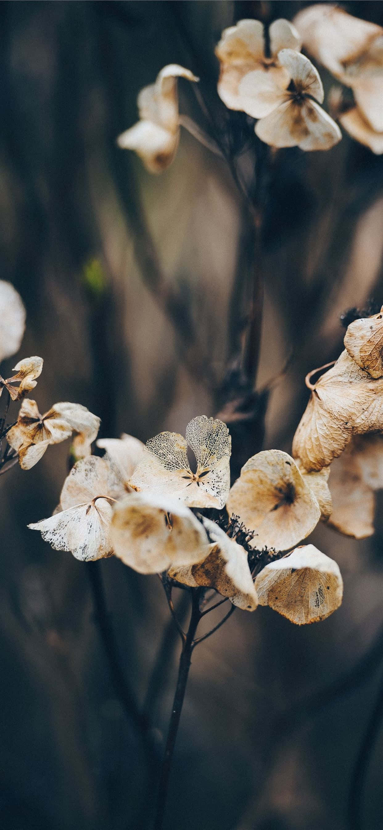 Dried Flowers 桌布 壁紙 — 乾燥的繡球花以柔和的米色調，在模糊的深棕色背景上優雅地垂掛。