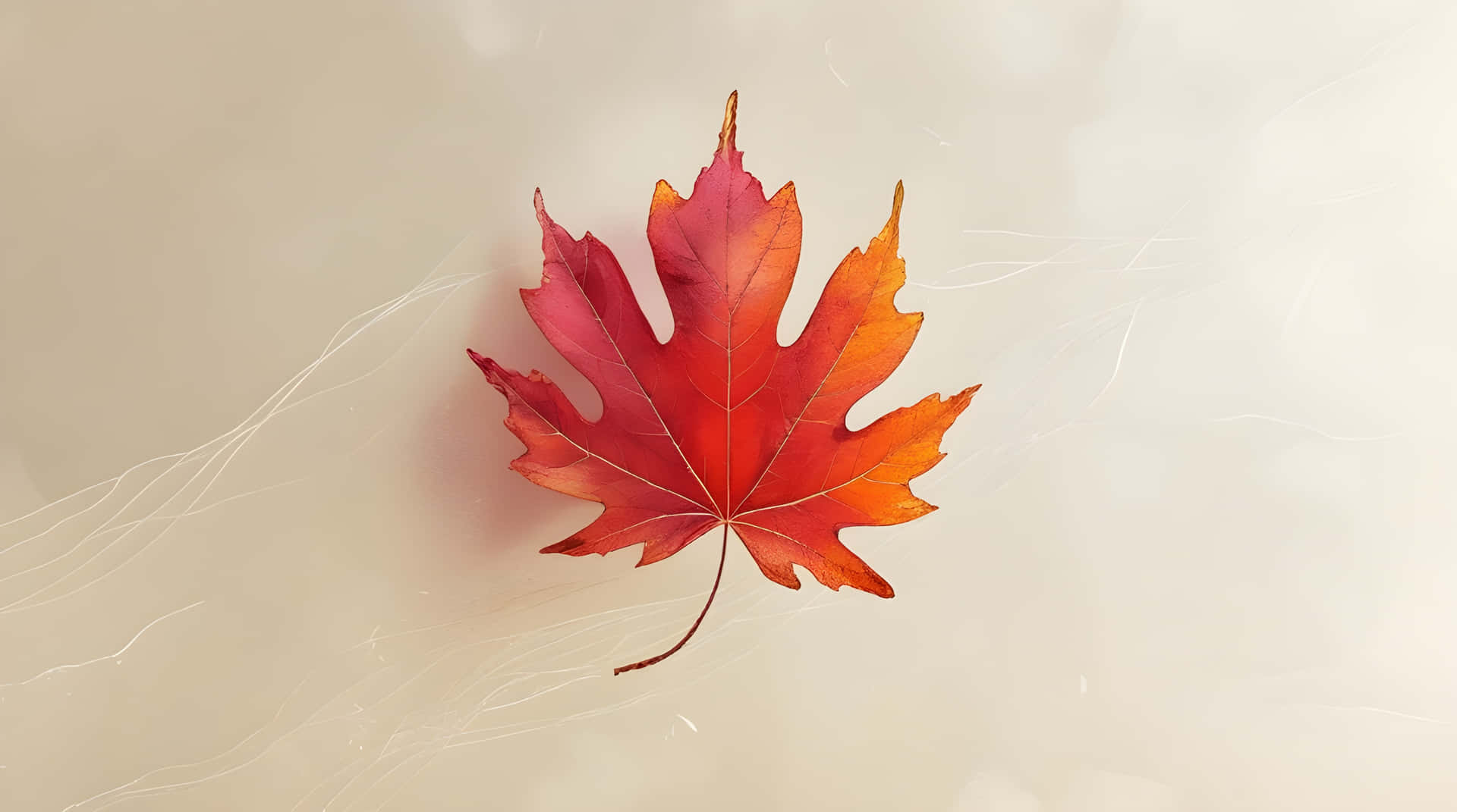 一片紅橙色楓葉漂浮在米色背景上，帶有白色縷縷