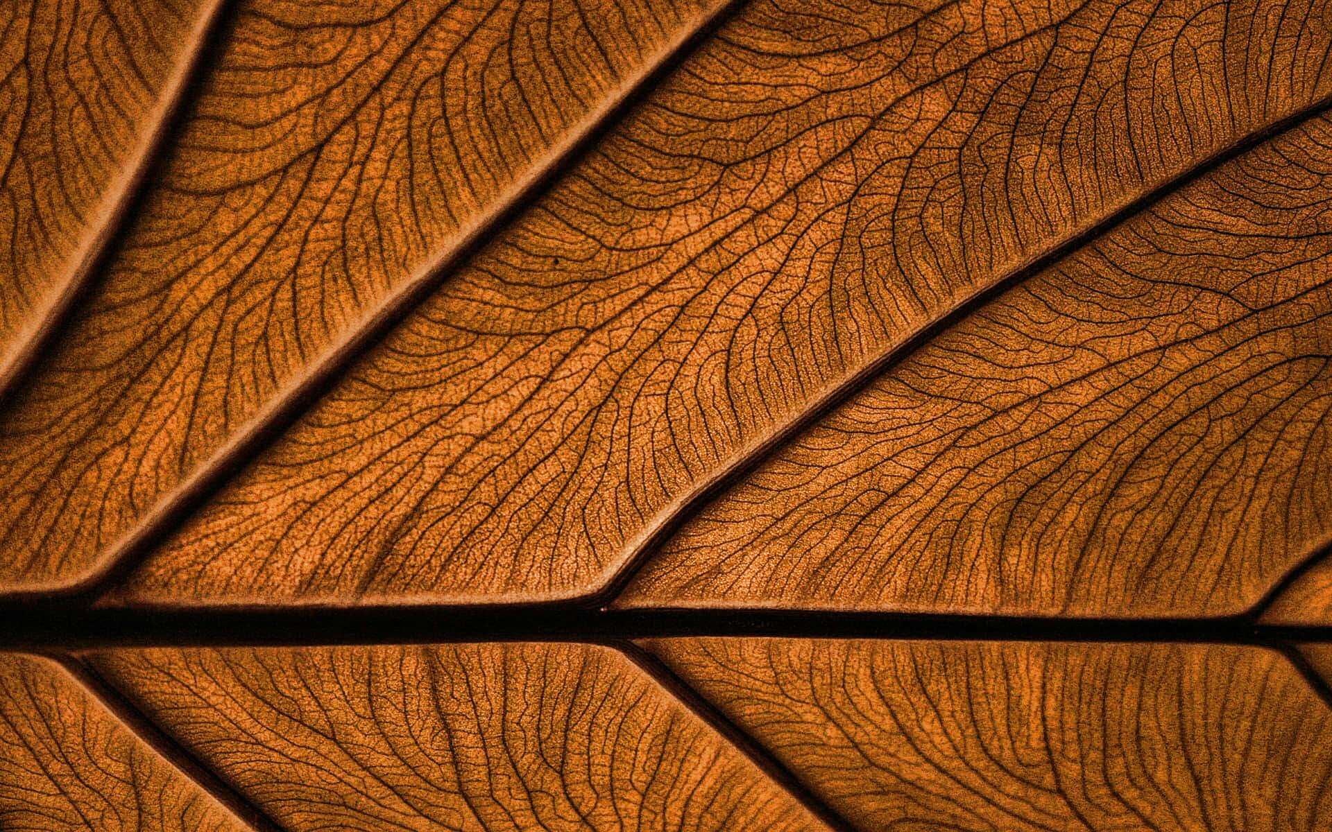 Brown Leaves 桌布 壁紙 — 乾燥葉片複雜葉脈圖案在溫暖琥珀色光芒中閃爍的特寫。