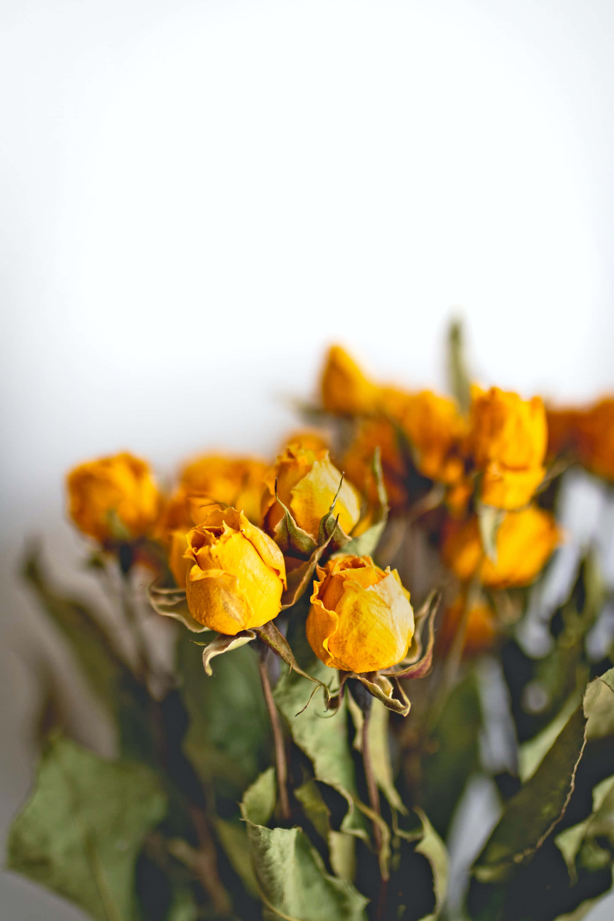 Dried Flowers 桌布 壁紙 — 乾燥黃玫瑰的特寫，花瓣枯萎，綠葉襯托在柔和的白色背景上。