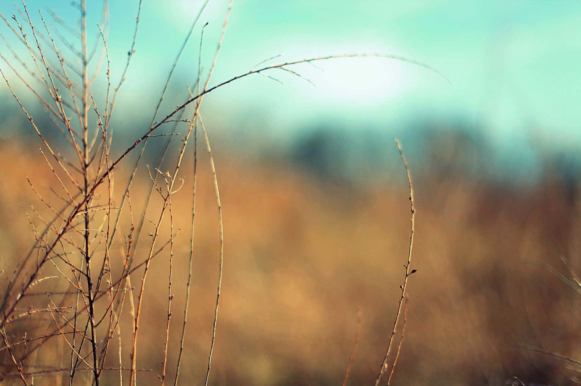 Nature Blur 桌布 壁紙 — 乾草的纖細裸露枝條在柔和的青綠色天空和溫暖的金色前景模糊中輕輕搖曳。