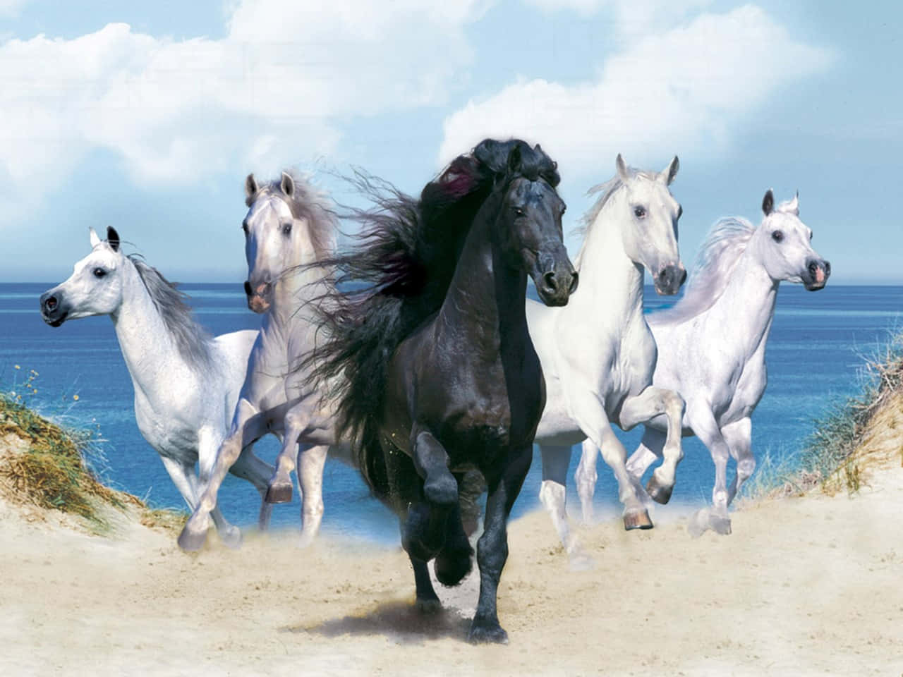 Beautiful Animal 桌布 壁紙 — 五匹雄壯的馬匹在沙質海岸懸崖上自由奔馳，背景是海洋和天空。