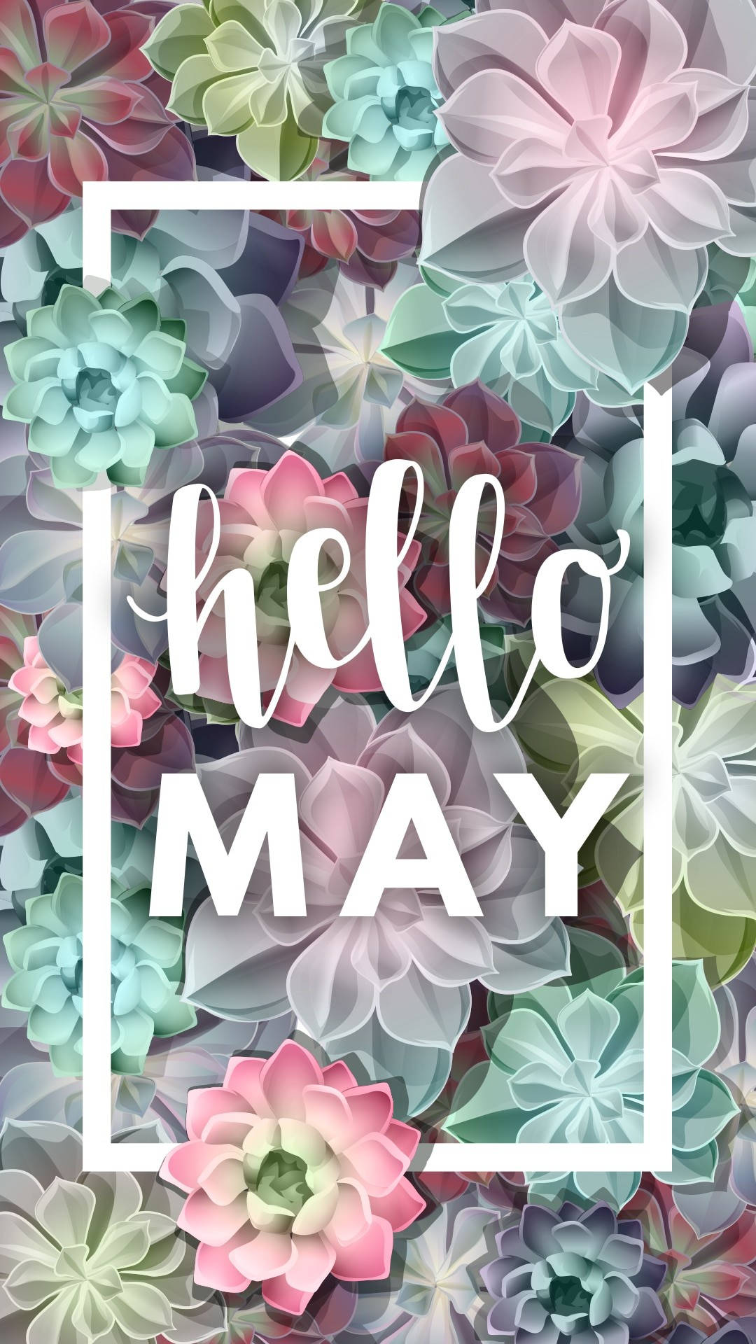 多肉植物壁紙，白色框架內有「hello MAY」文字。
