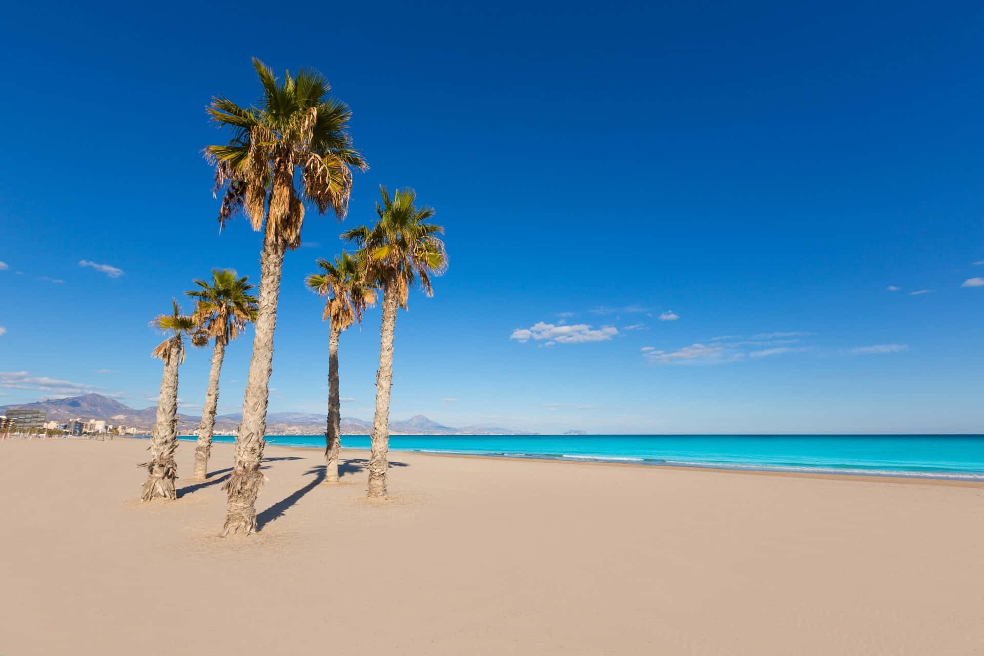 Spanish Beach 桌布 壁紙 — 五棵高大的棕櫚樹矗立在寬闊的沙灘上，天空清澈湛藍，碧綠的海浪翻滾而來。