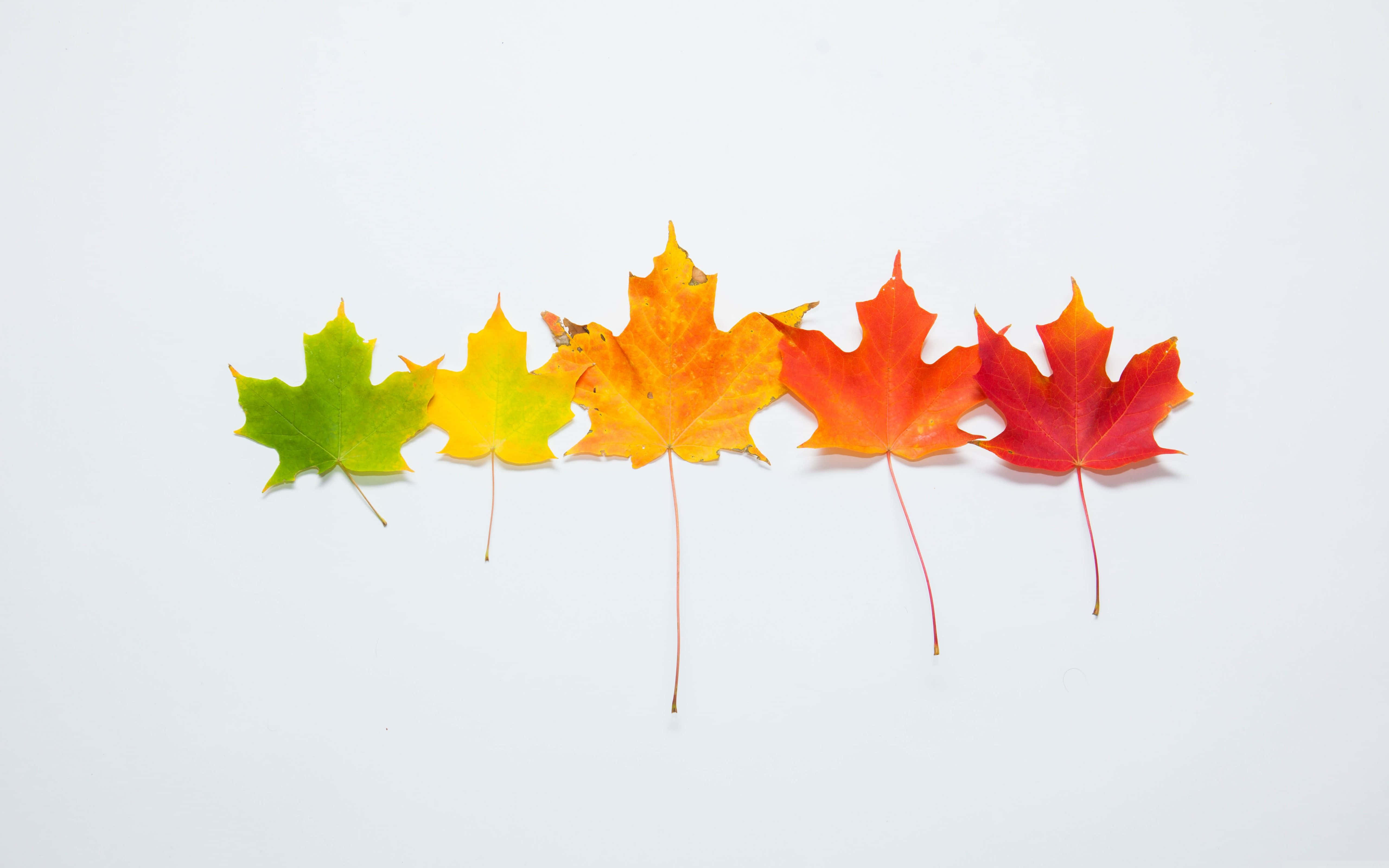 First Day Of Fall 桌布 壁紙 — 五片楓葉在白色背景上以漸變秋色從綠色到紅色排列成一排。