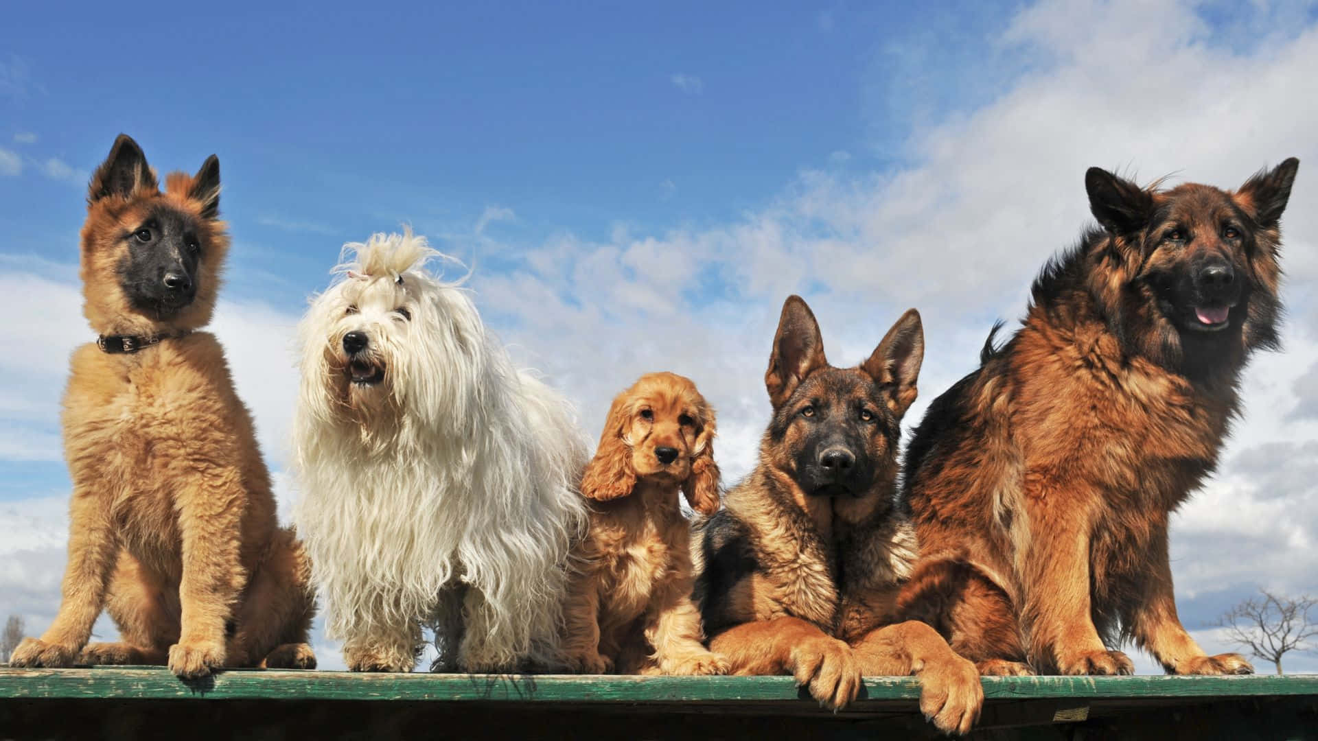 Dogs 桌布 壁紙 — 五種不同品種的狗一起坐在窗台上，背景是晴朗的藍天和散落的雲朵。