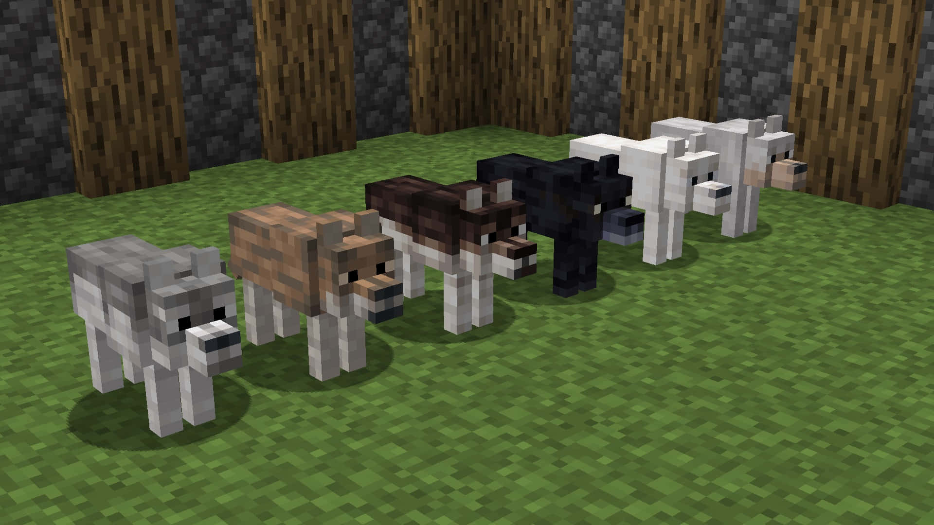 Minecraft Wolf 桌布 壁紙 — 五隻像素化嘅Minecraft狼，顏色各異，企喺綠色草地上，前面有木欄杆柱。