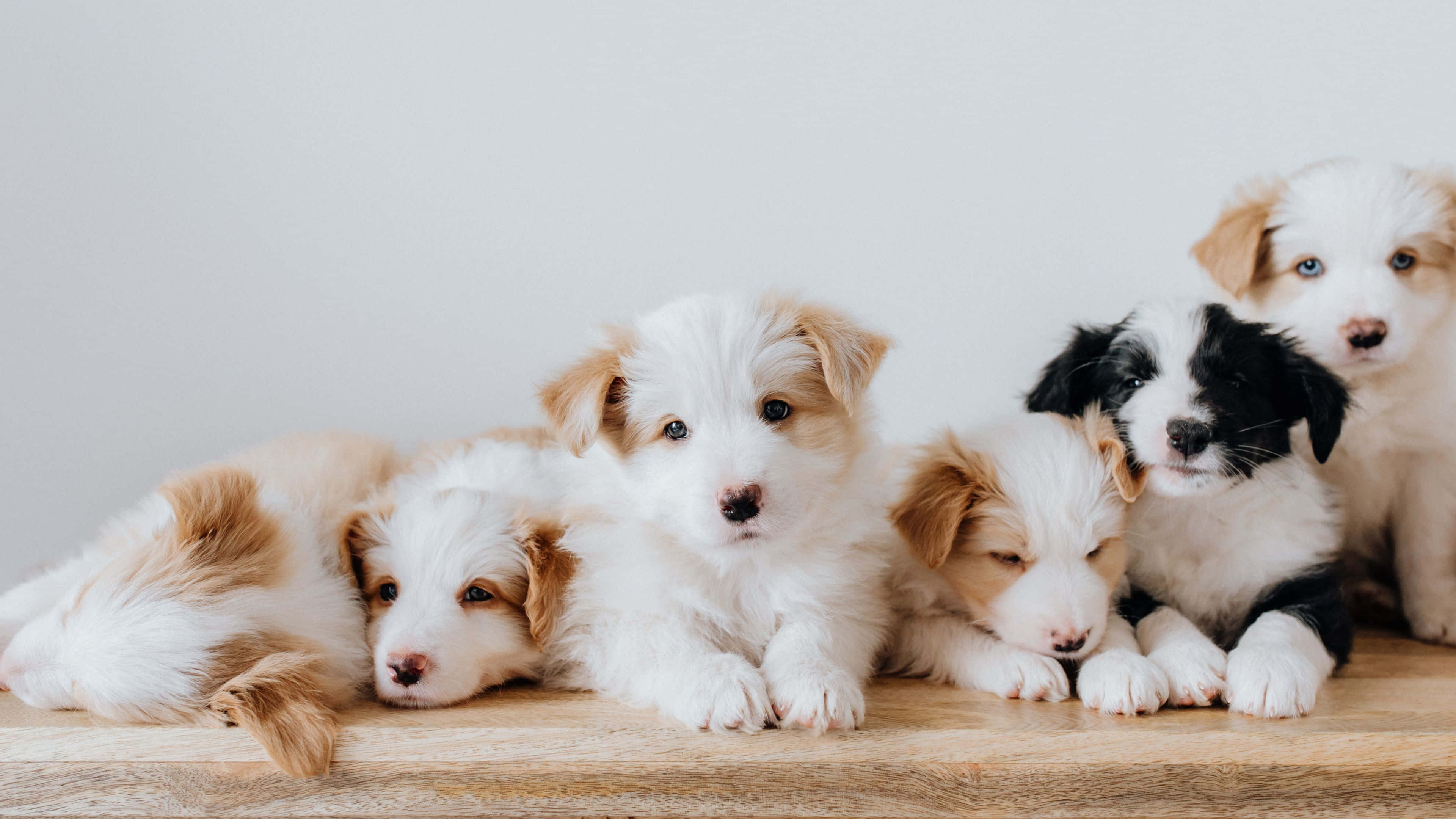 cute dogs 桌布 壁紙 — 五隻可愛嘅小狗，有蓬鬆嘅白色同啡色毛髮，一齊喺木質表面上休息，背景係純白色。