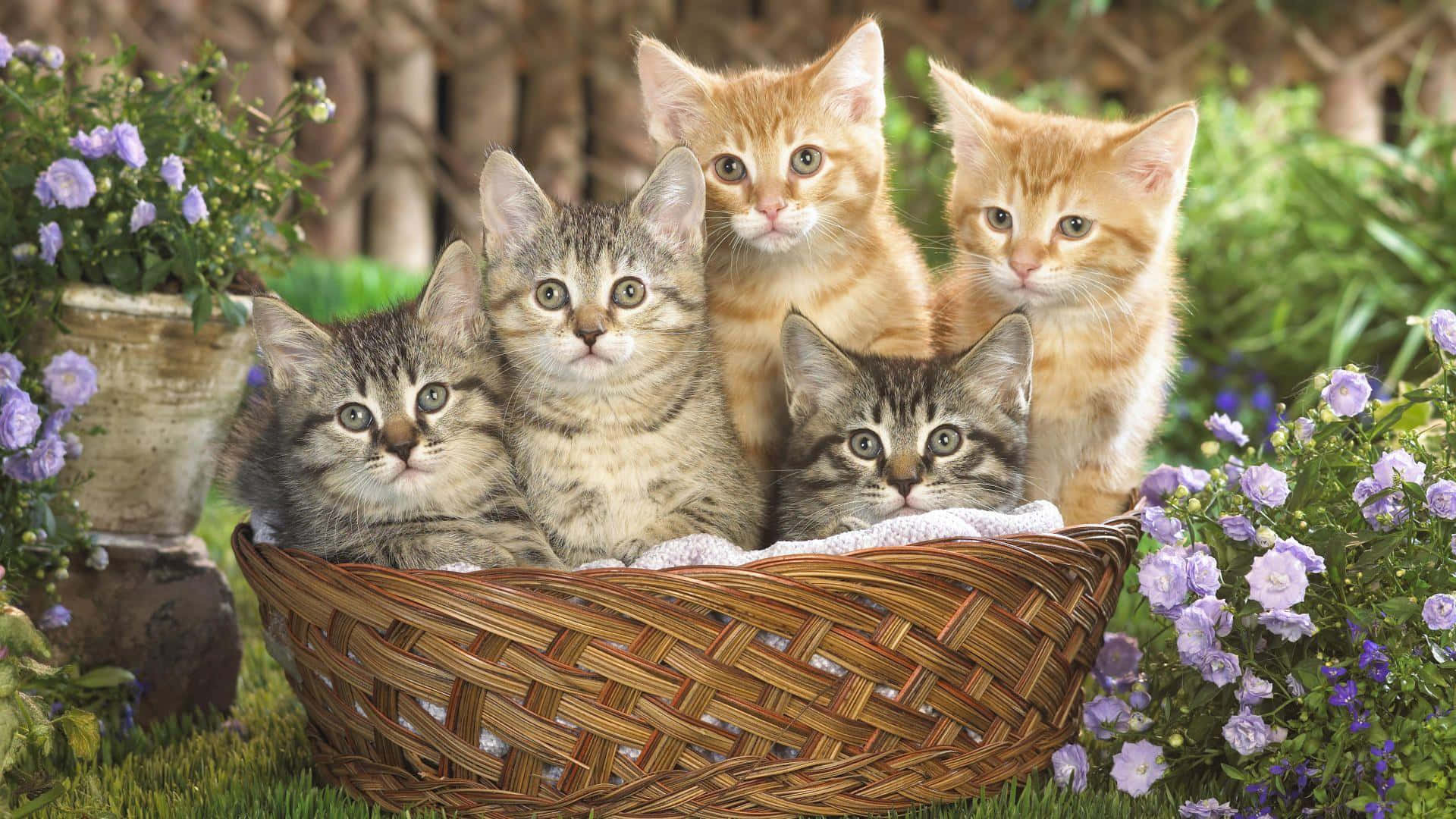 Tabby Cat 桌布 壁紙 — 五隻可愛嘅小貓，有虎斑同薑黃色毛，一齊坐喺一個編織籃入面，周圍有紫色花同綠色草。