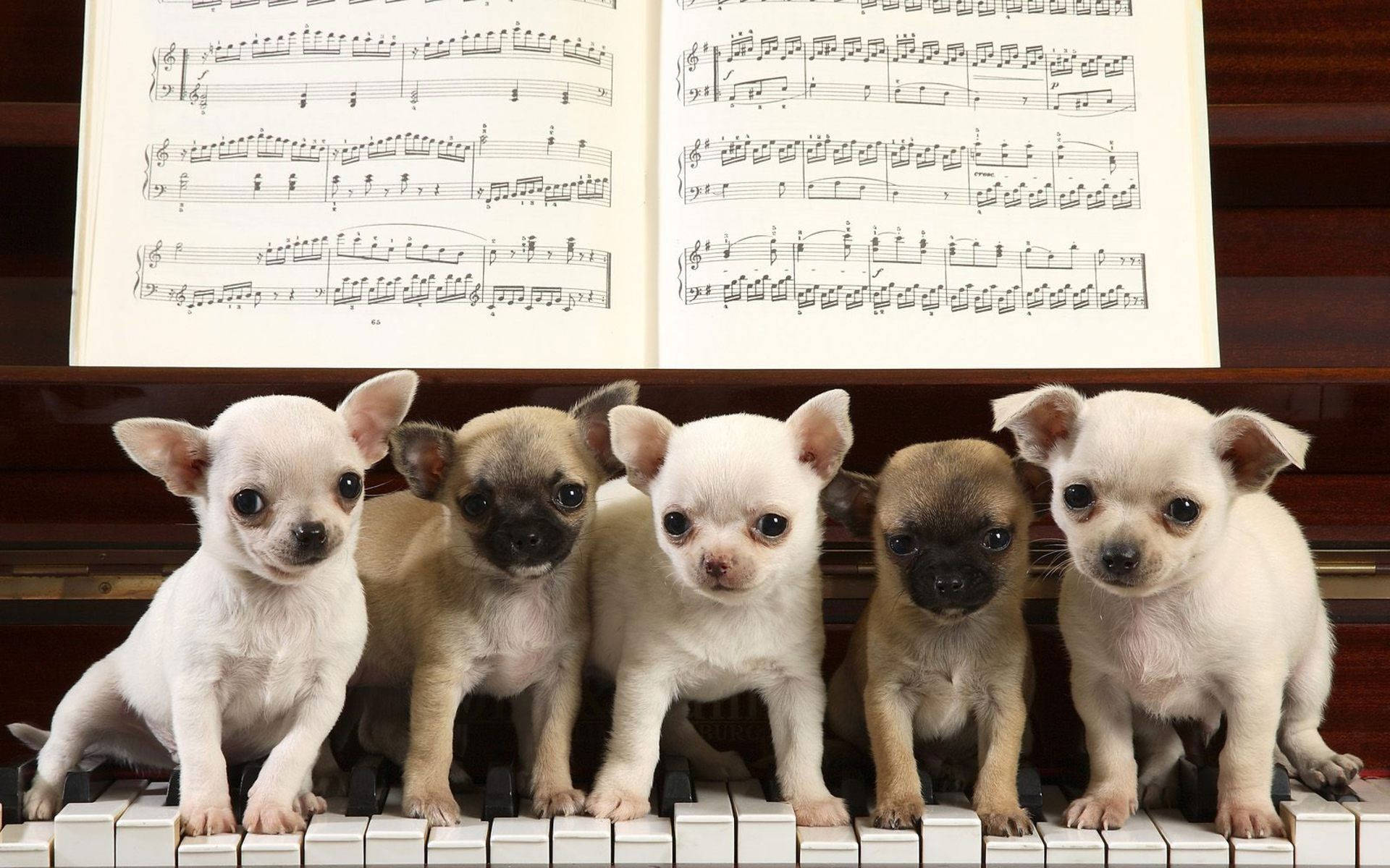 Dogs 桌布 壁紙 — 五隻可愛的芝娃娃小狗坐在鋼琴鍵上，下方有一本打開的樂譜。