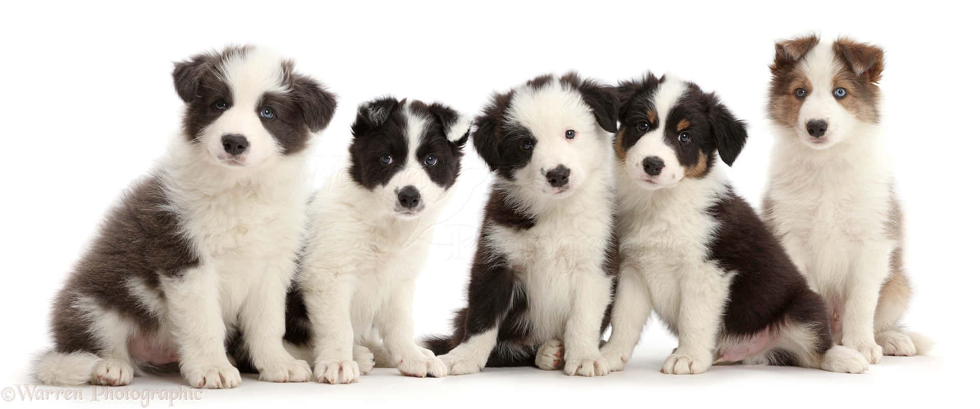 小狗 桌布 壁紙 — 五隻可愛的邊境牧羊犬幼犬，擁有引人注目的藍色眼睛和黑白毛色，在純白背景前坐成一排。