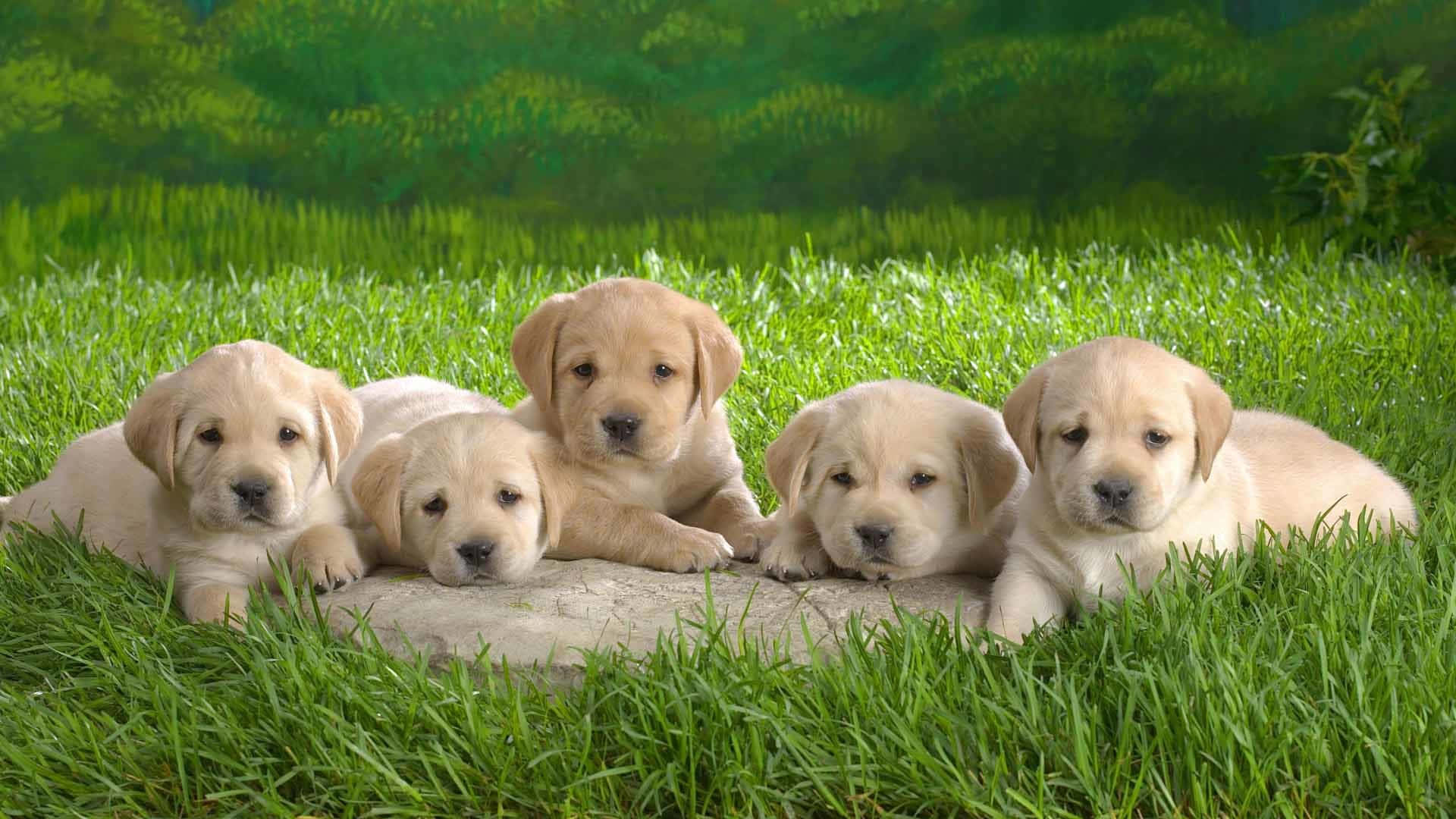 Yellow Labrador 桌布 壁紙 — 五隻可愛的黃色拉布拉多幼犬一起在充滿活力的綠色草地上的一塊石頭上休息。