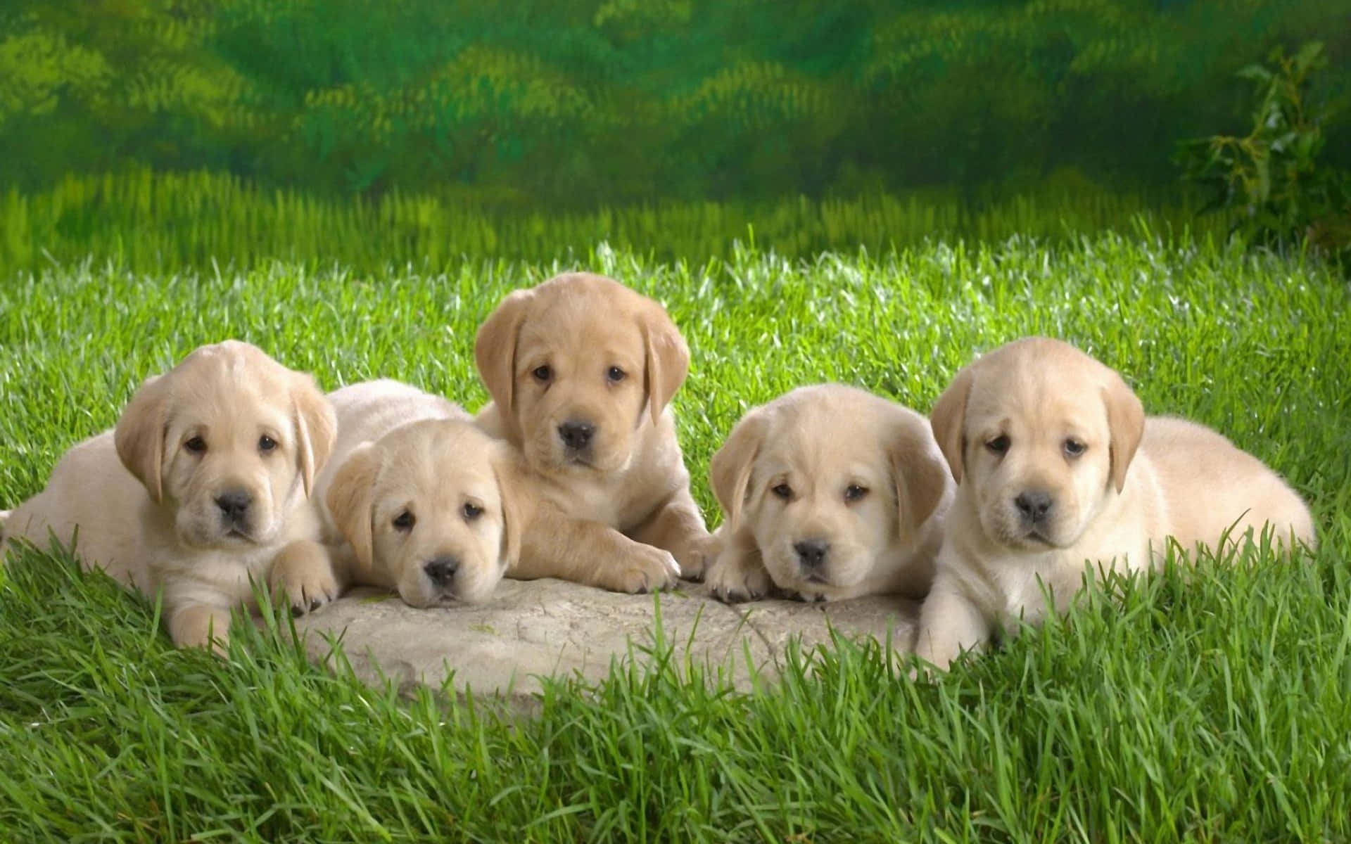 Puppies 桌布 壁紙 — 五隻可愛的黃色拉布拉多幼犬一起在充滿活力的綠色草地上的一塊石頭上休息。