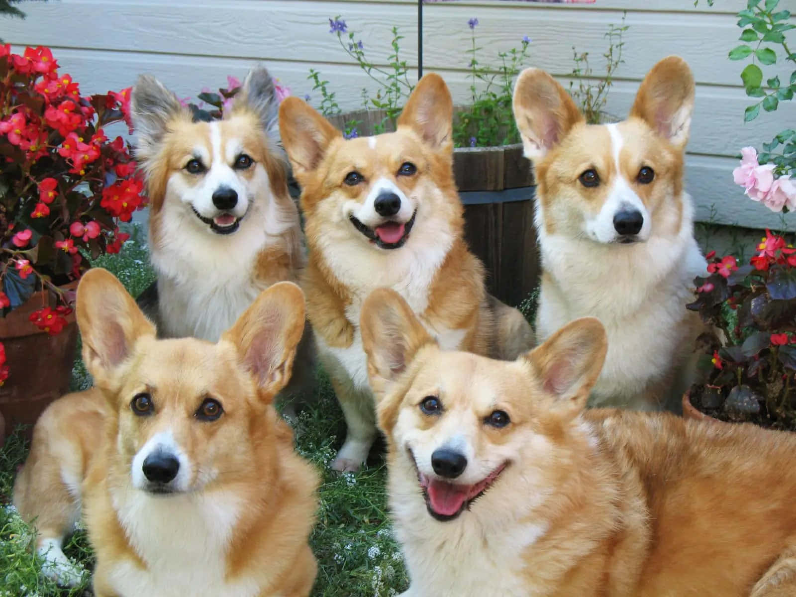 五隻柯基犬種圖片 壁紙 — 五隻快樂的哥基犬，豎起耳朵，表情喜悅，一起坐在一個被色彩繽紛花朵環繞的花園裡。