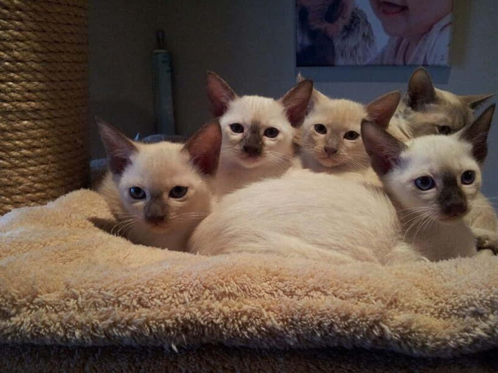 Tonkinese 桌布 壁紙 — 五隻毛茸茸嘅忌廉色小貓，有深色嘅面同耳仔，喺一個舒適嘅室內環境中，一齊蜷縮喺一張柔軟嘅米色寵物床上。