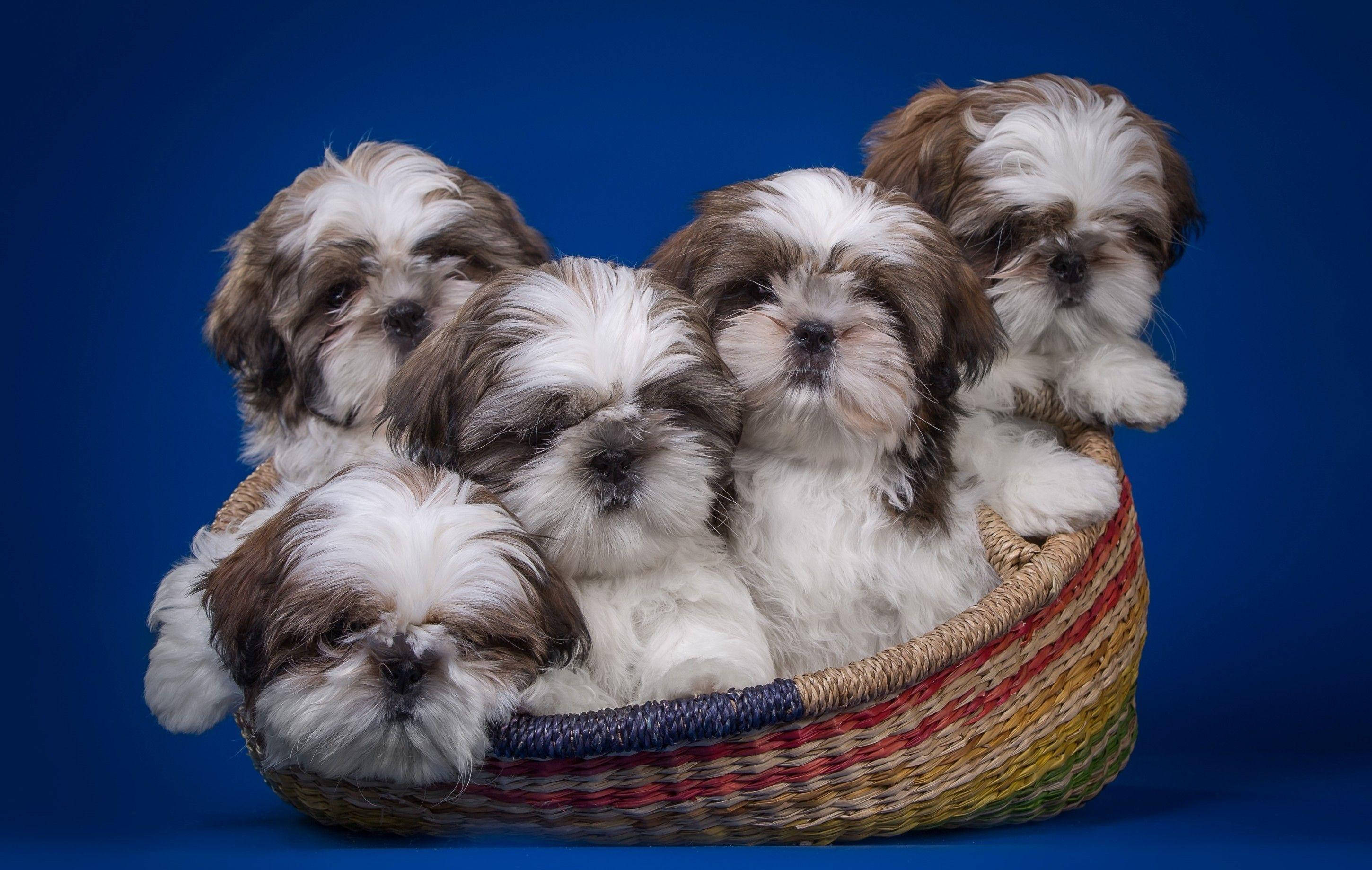 shih tzu 桌布 壁紙 — 五隻毛茸茸的白色和棕色西施犬幼犬，從一個色彩繽紛的編織籃子裡好奇地探出頭來，背景是純藍色。