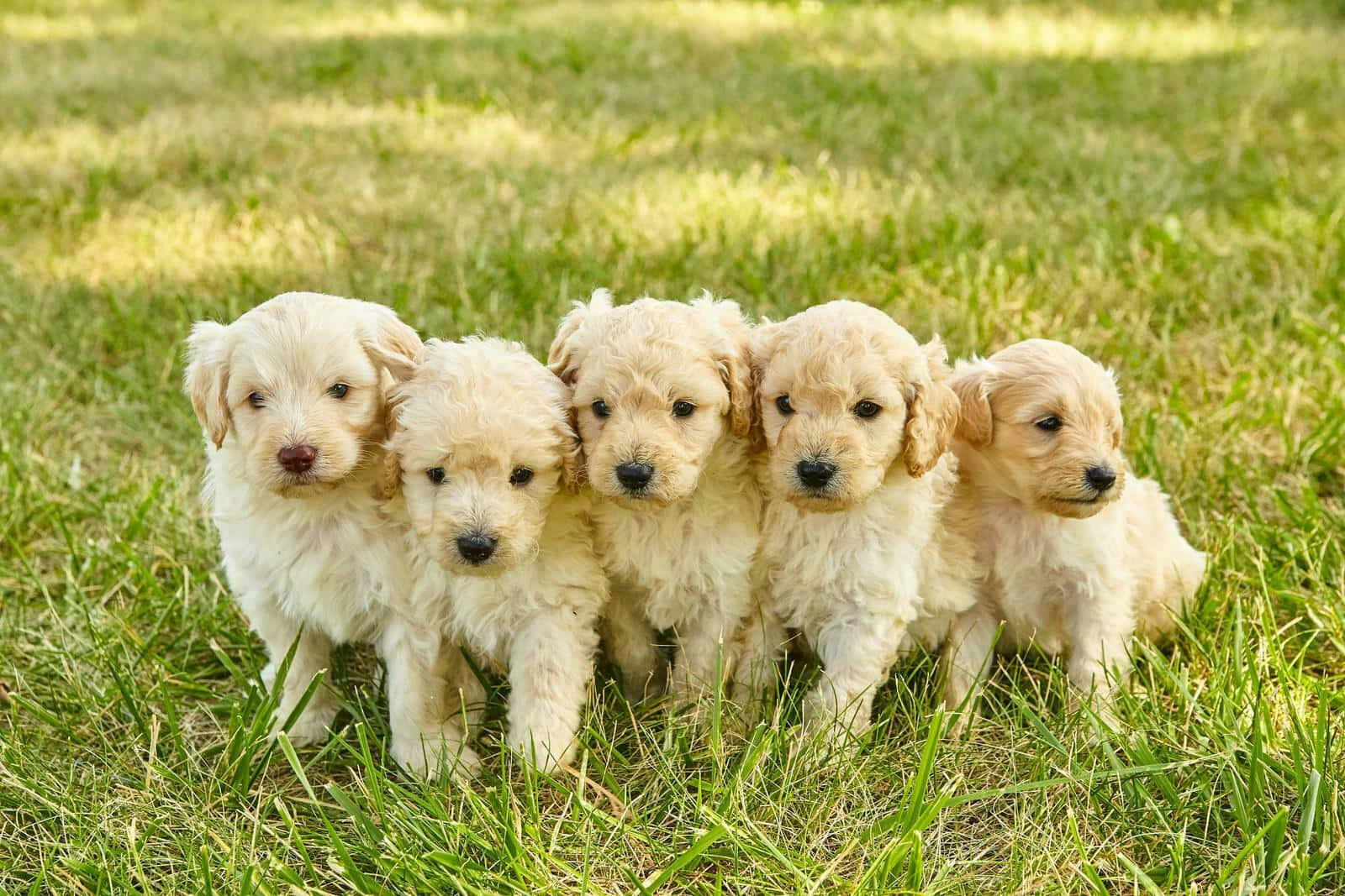 Puppies 桌布 壁紙 — 五隻毛茸茸的金毛尋回犬幼犬一起站在陽光普照的綠色草地上，好奇地看著相機。