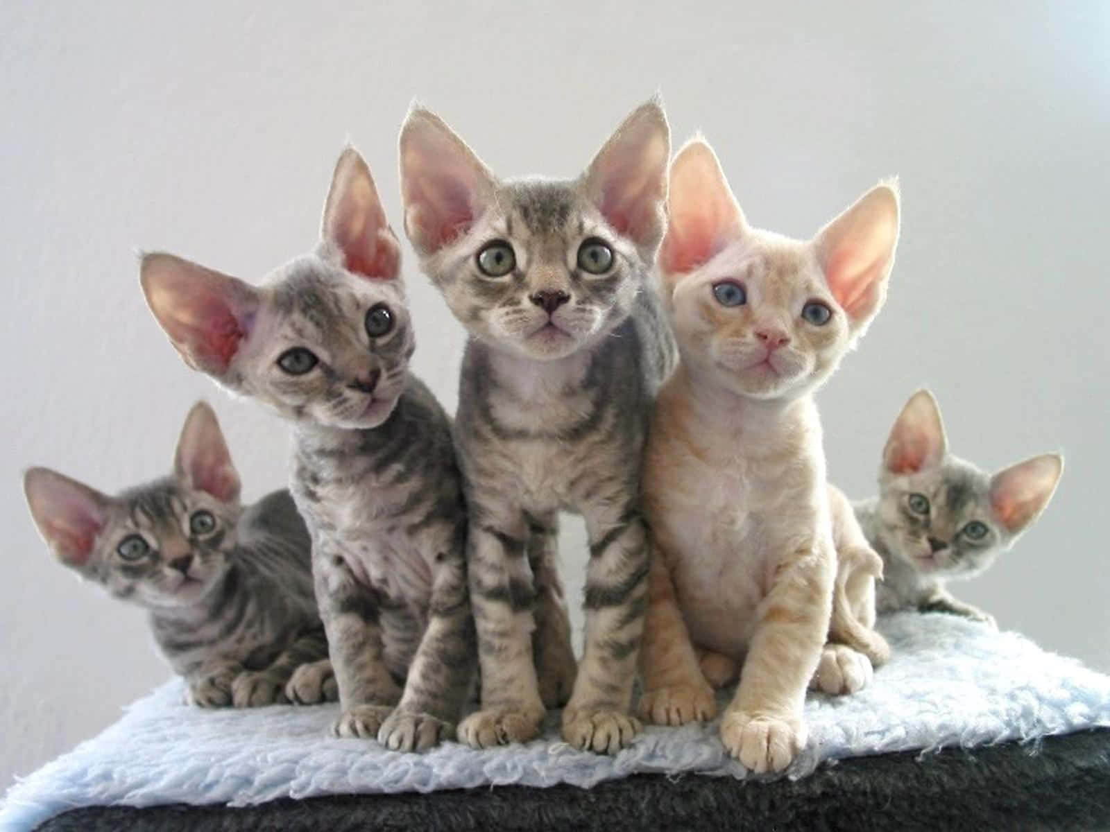 Devon Rex 桌布 壁紙 — 五隻無毛的德文帝王貓小貓，有大耳朵和大眼睛，一起坐在柔軟的白色毯子上，背景簡潔。
