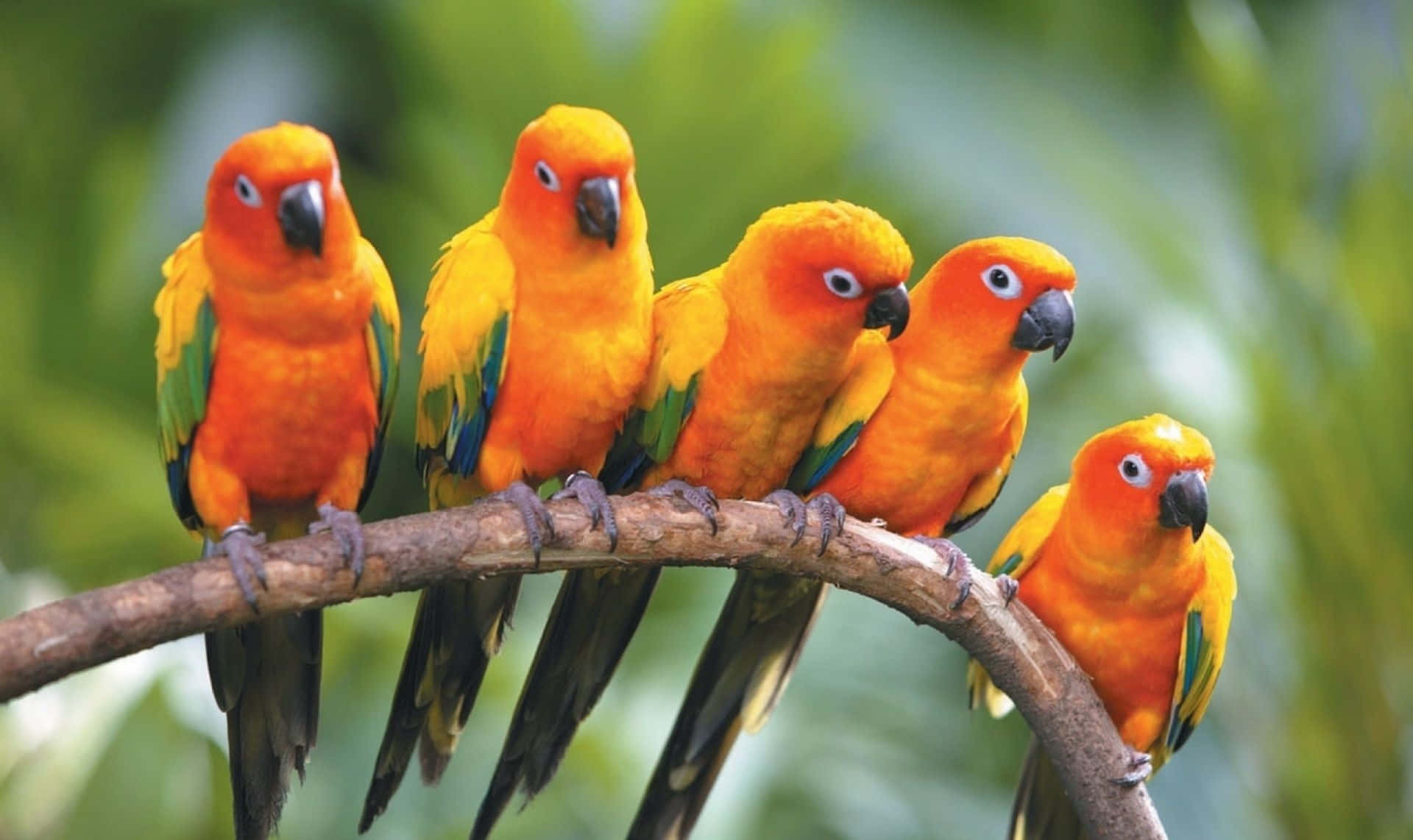 parrot 桌布 壁紙 — 五隻鮮豔的橙色太陽錐尾鸚鵡緊密地棲息在彎曲的樹枝上，背景是柔和的綠色樹葉。