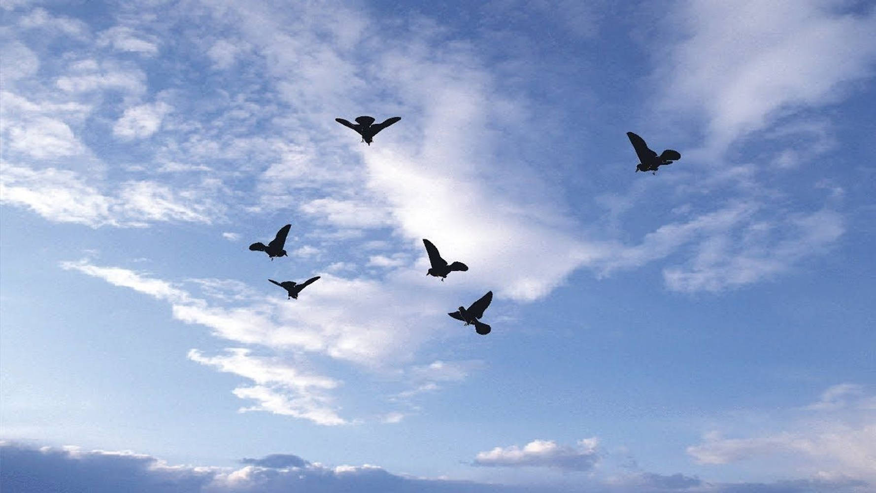 Birds Flying 桌布 壁紙 — 五隻鳥在蔚藍的天空中編隊翱翔，天空點綴著柔軟的白雲。