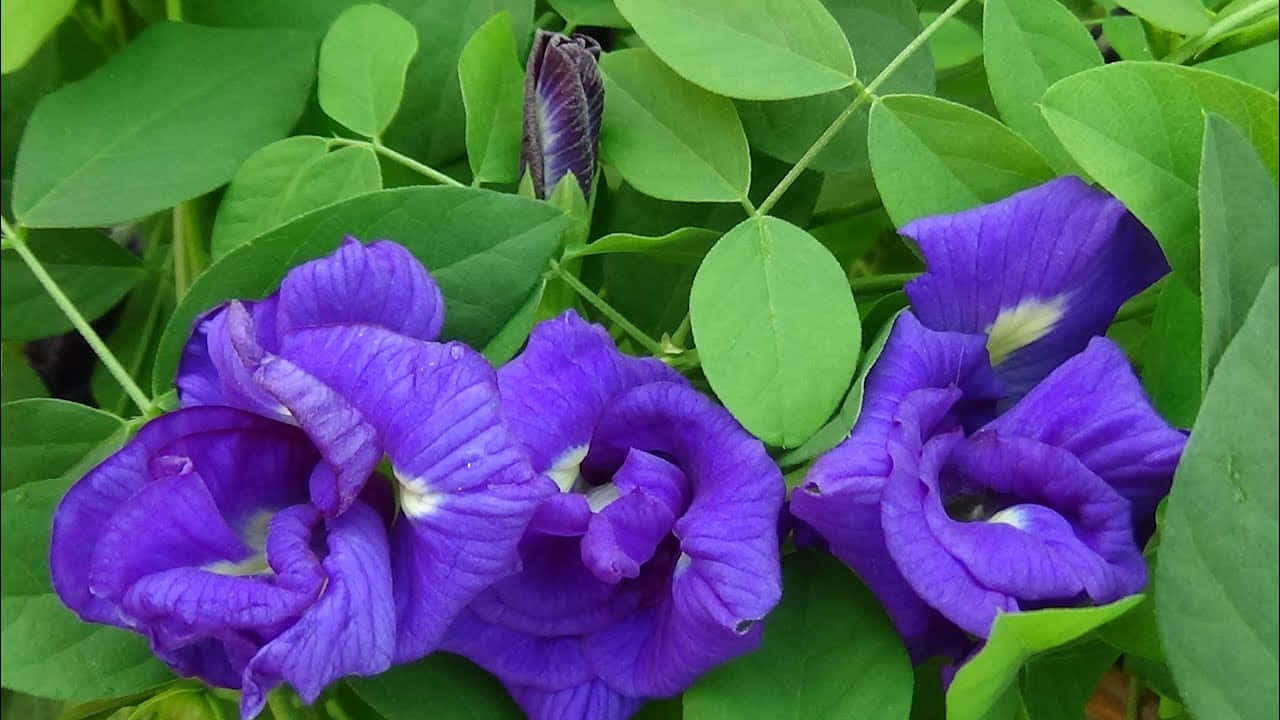 紫色蝶豆花與綠葉在自然花園環境中