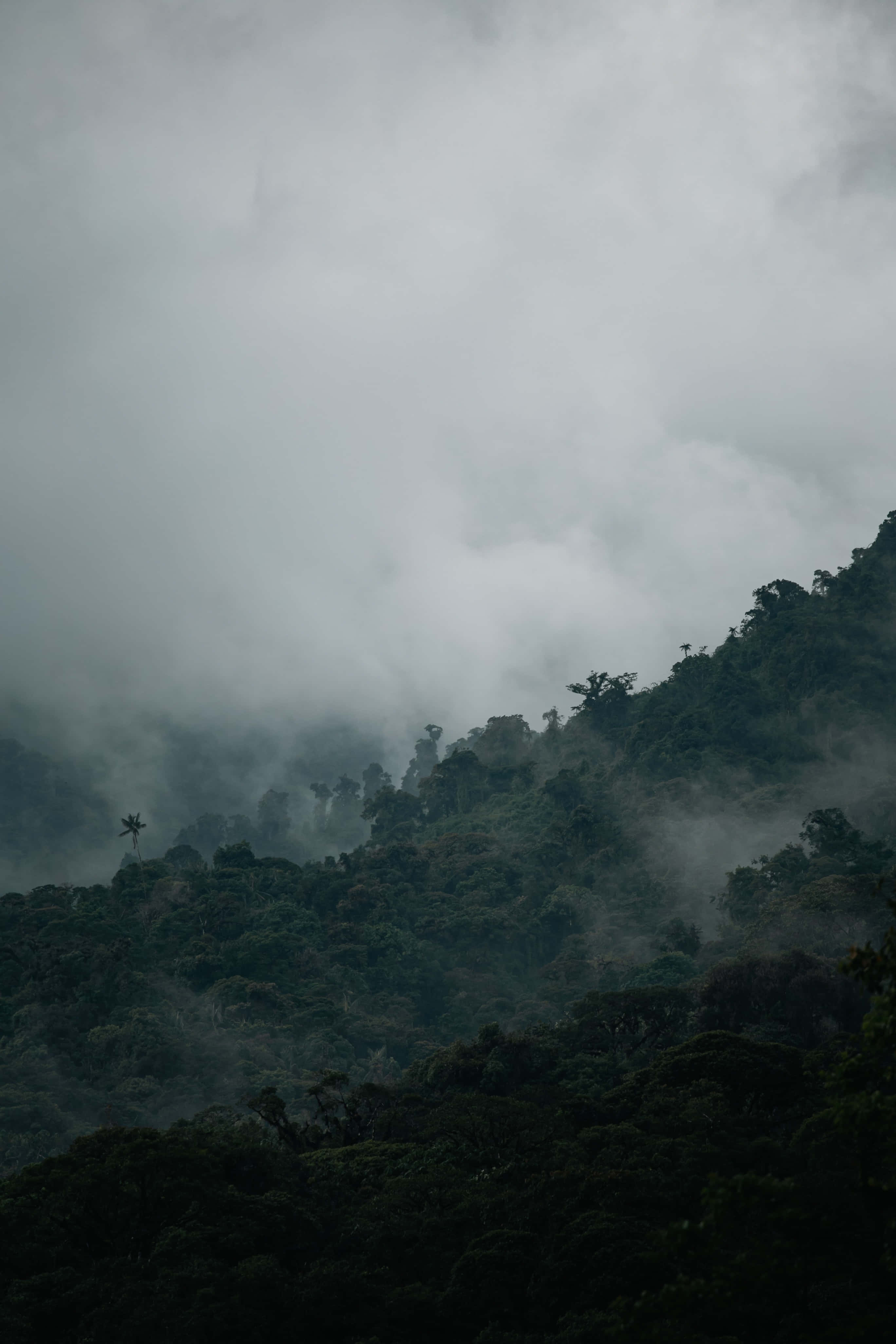 亞馬遜背景 壁紙