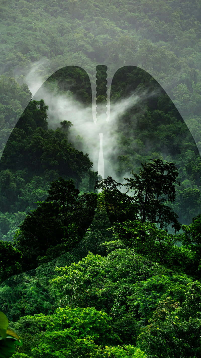 亞馬遜背景 壁紙