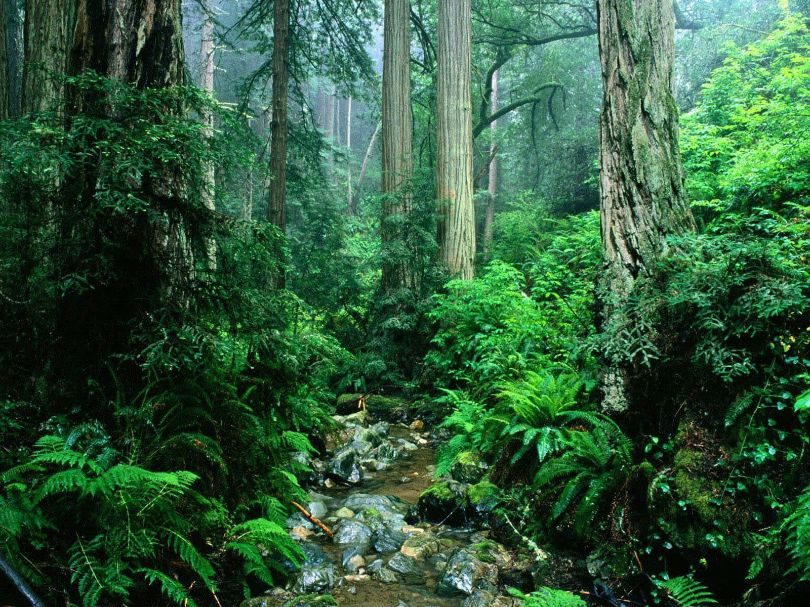 亞馬遜雨林背景 壁紙