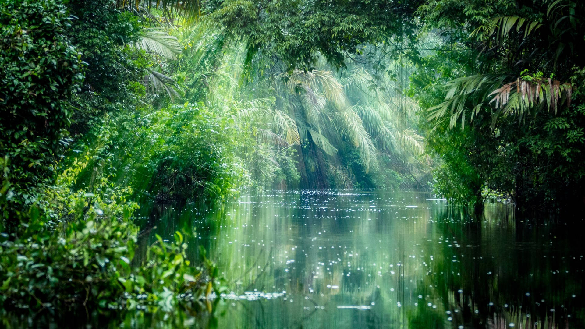 亞馬遜雨林雨後 壁紙 — 陽光穿過茂密的熱帶樹葉，在平靜的叢林河上投射出閃爍的倒影。
