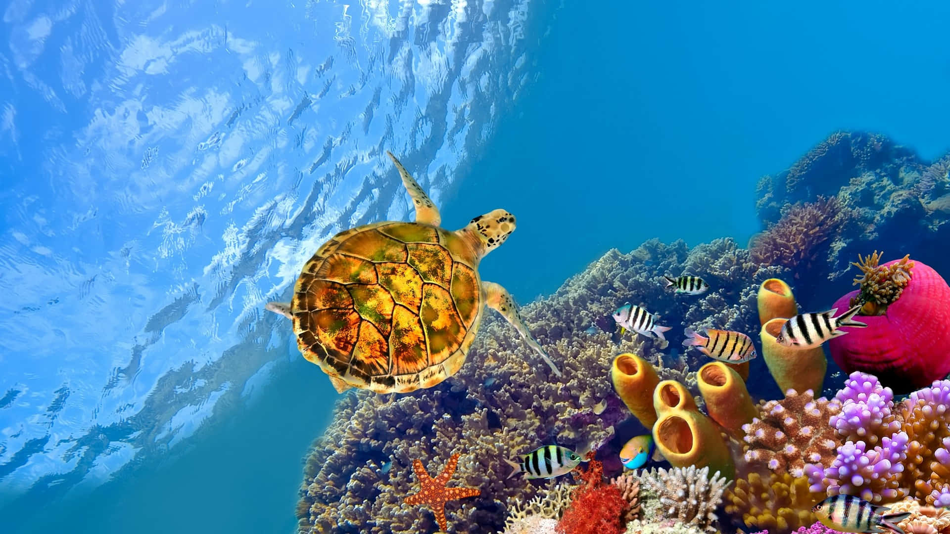 海龜在珊瑚礁附近與熱帶魚一起游泳