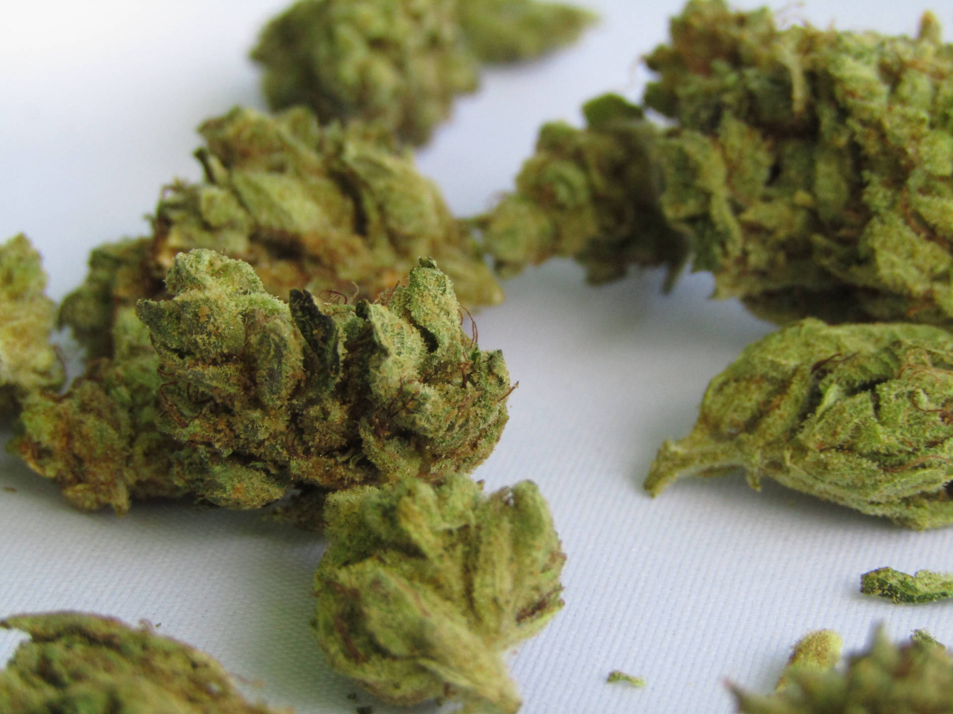 白色紋理背景上乾燥大麻花蕾的特寫。