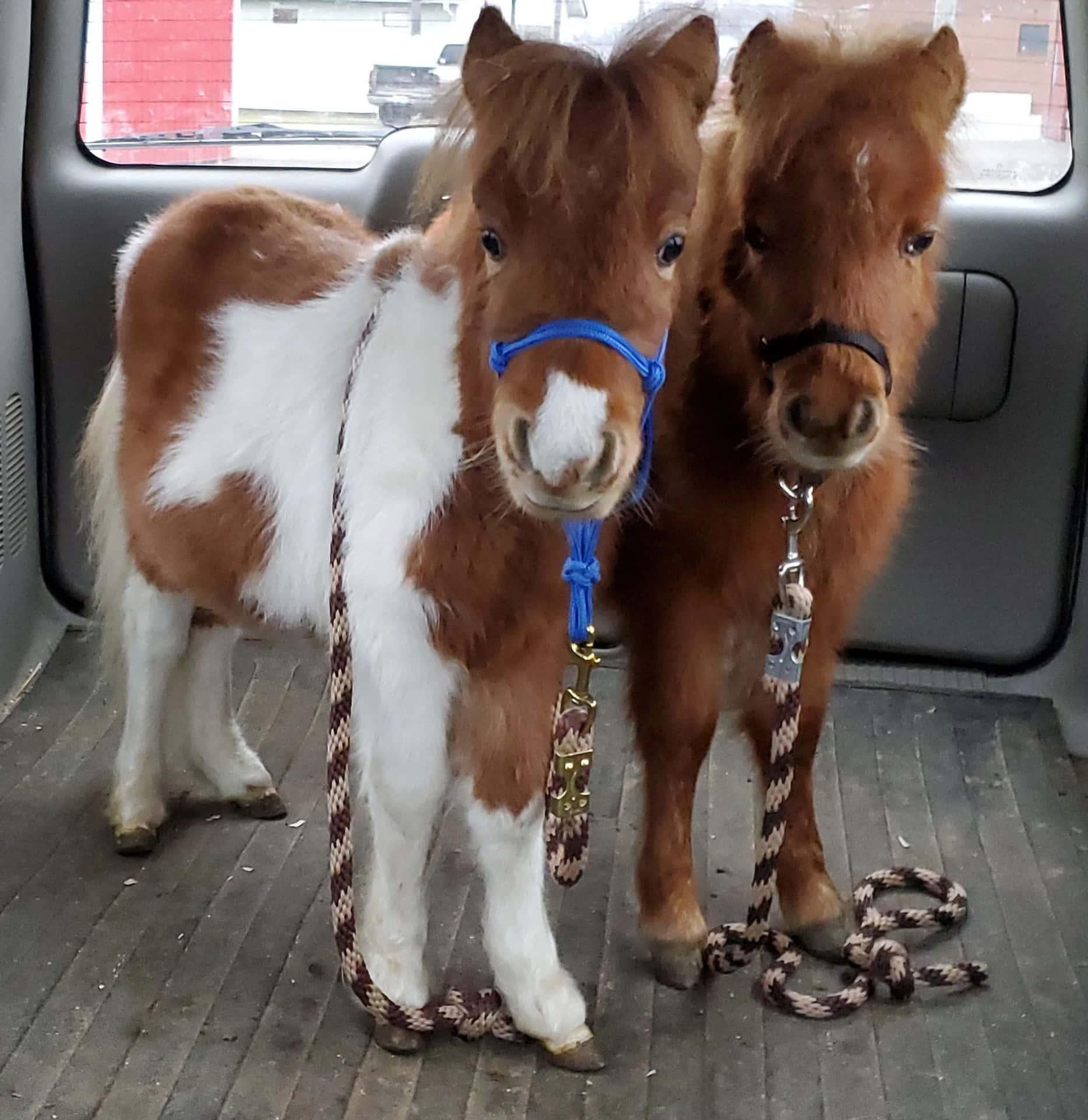 兩隻毛色為棕色和白色的小馬站在汽車內部。