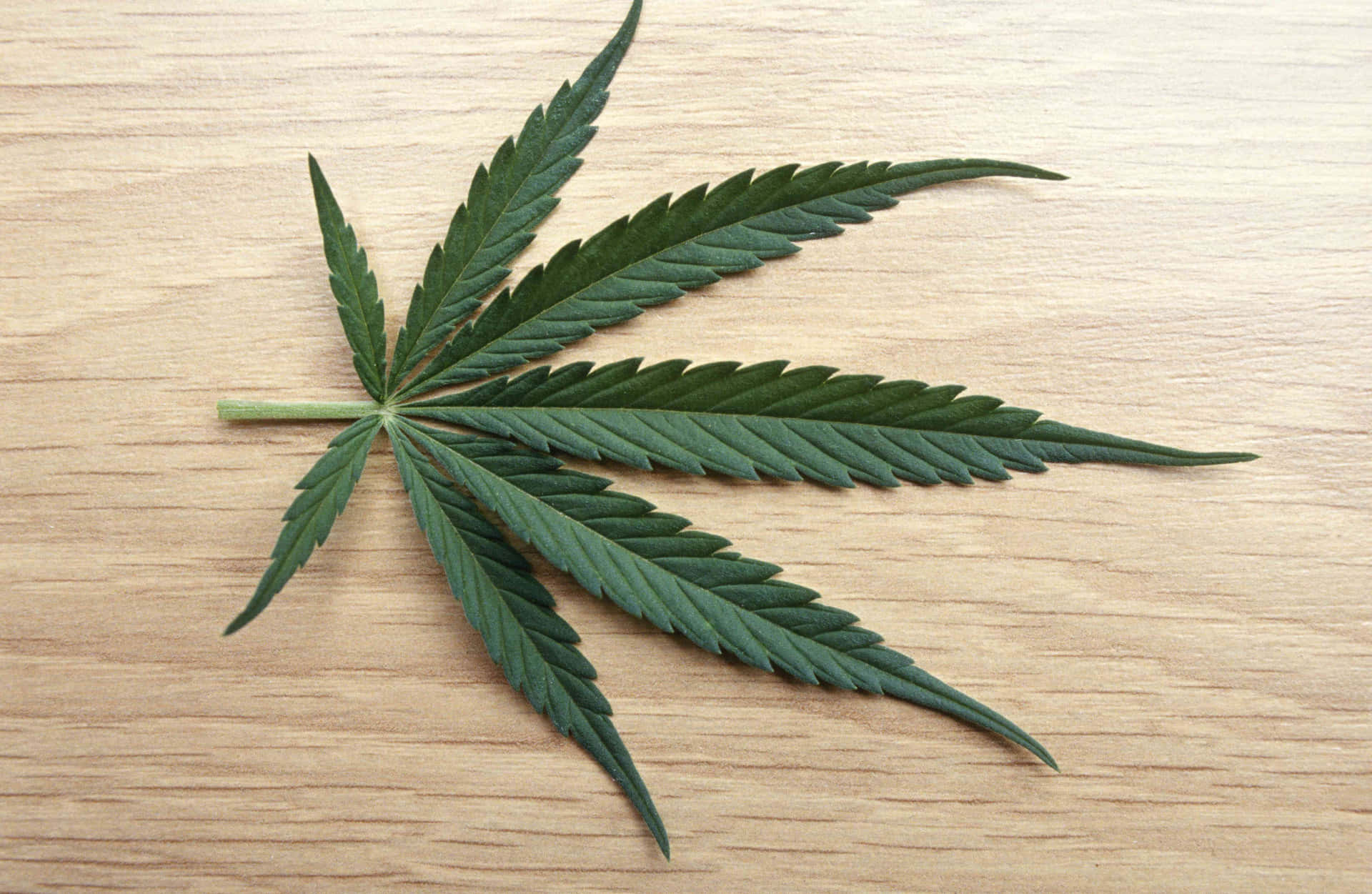 木質表面上的大麻葉