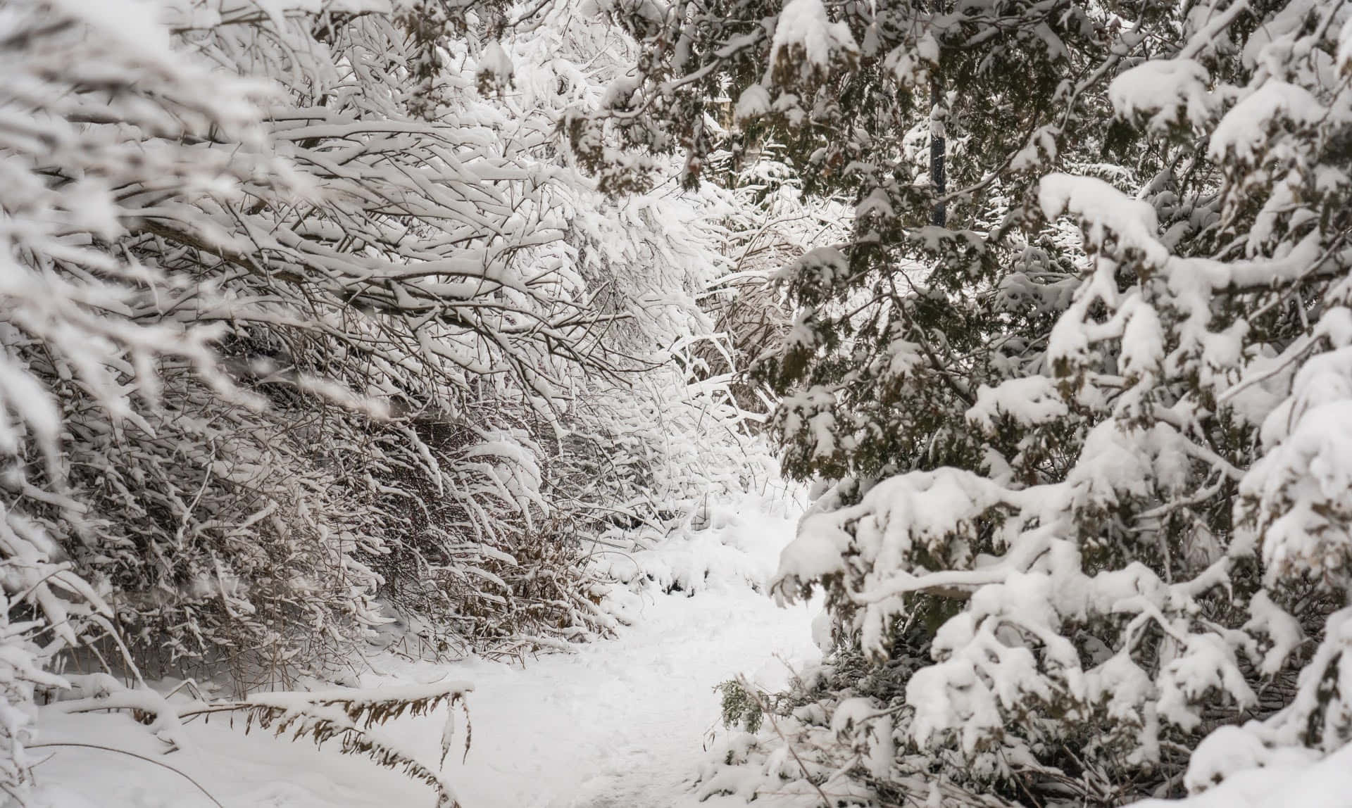 享受充滿活力的雪地冒險 —— Snow Zoom 壁紙 — 一條狹窄的雪徑蜿蜒穿過茂密的常綠樹林，樹上掛滿了潔白的新雪。