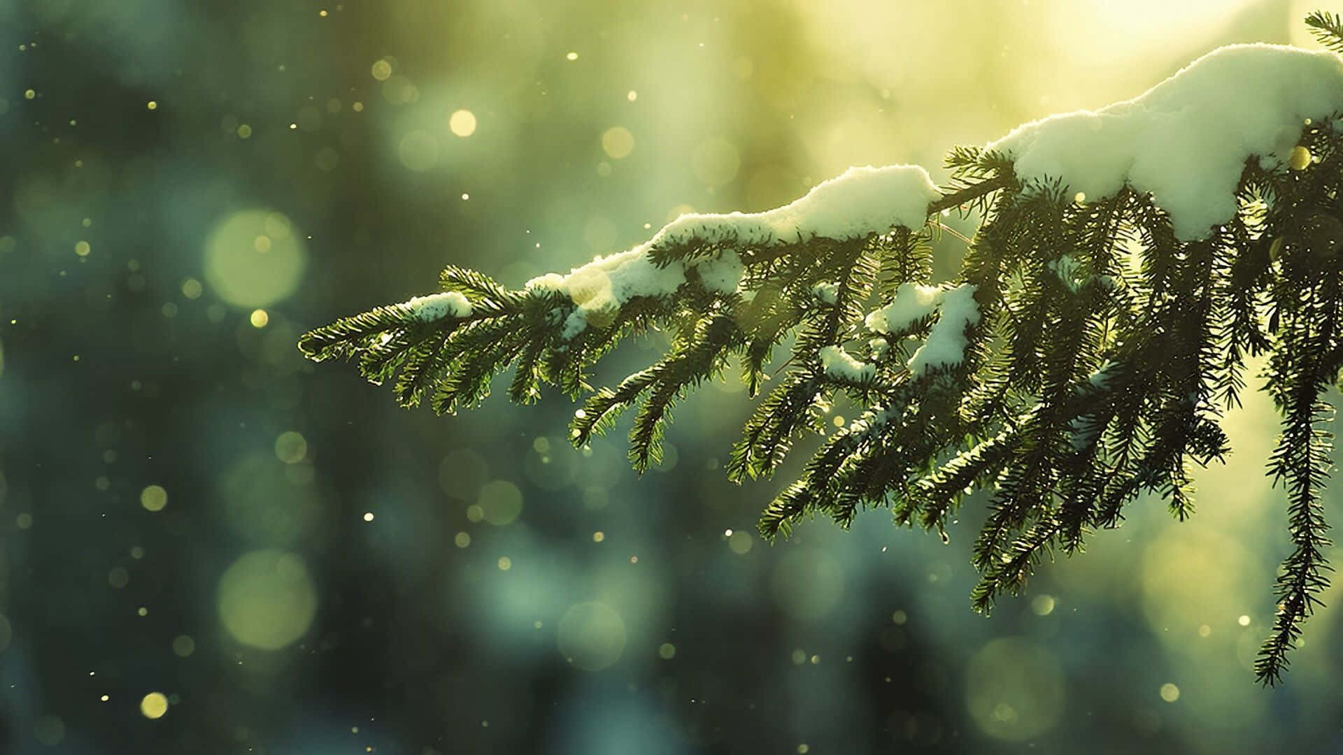 享受冬季仙境 壁紙 — 一條灑滿雪花的常綠樹枝在溫暖的金色陽光下閃閃發光，背景柔和散景。