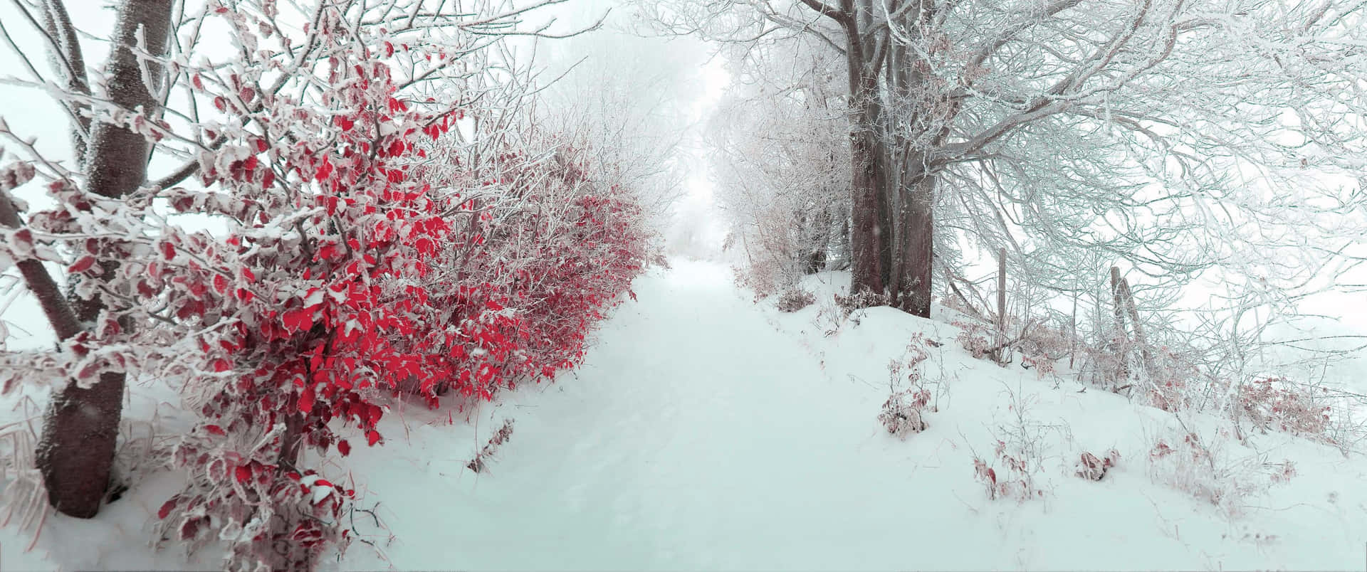 白雪覆蓋的森林小徑，灌木叢中有紅葉和結霜的樹枝