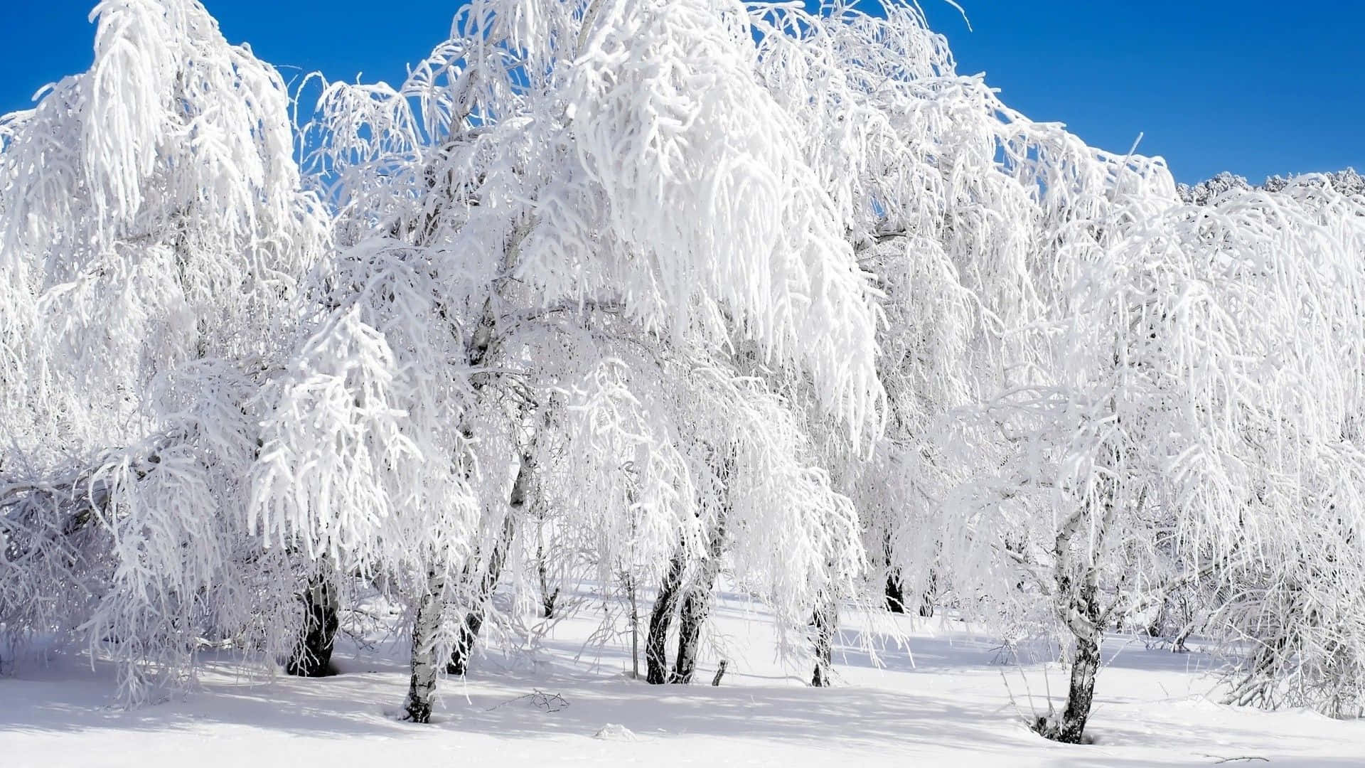 在晴朗的藍天下，白雪覆蓋的冬季森林中結霜的樹木。