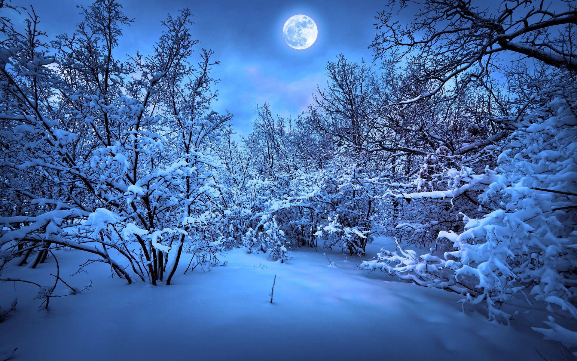 夜晚滿月下的雪地森林小徑