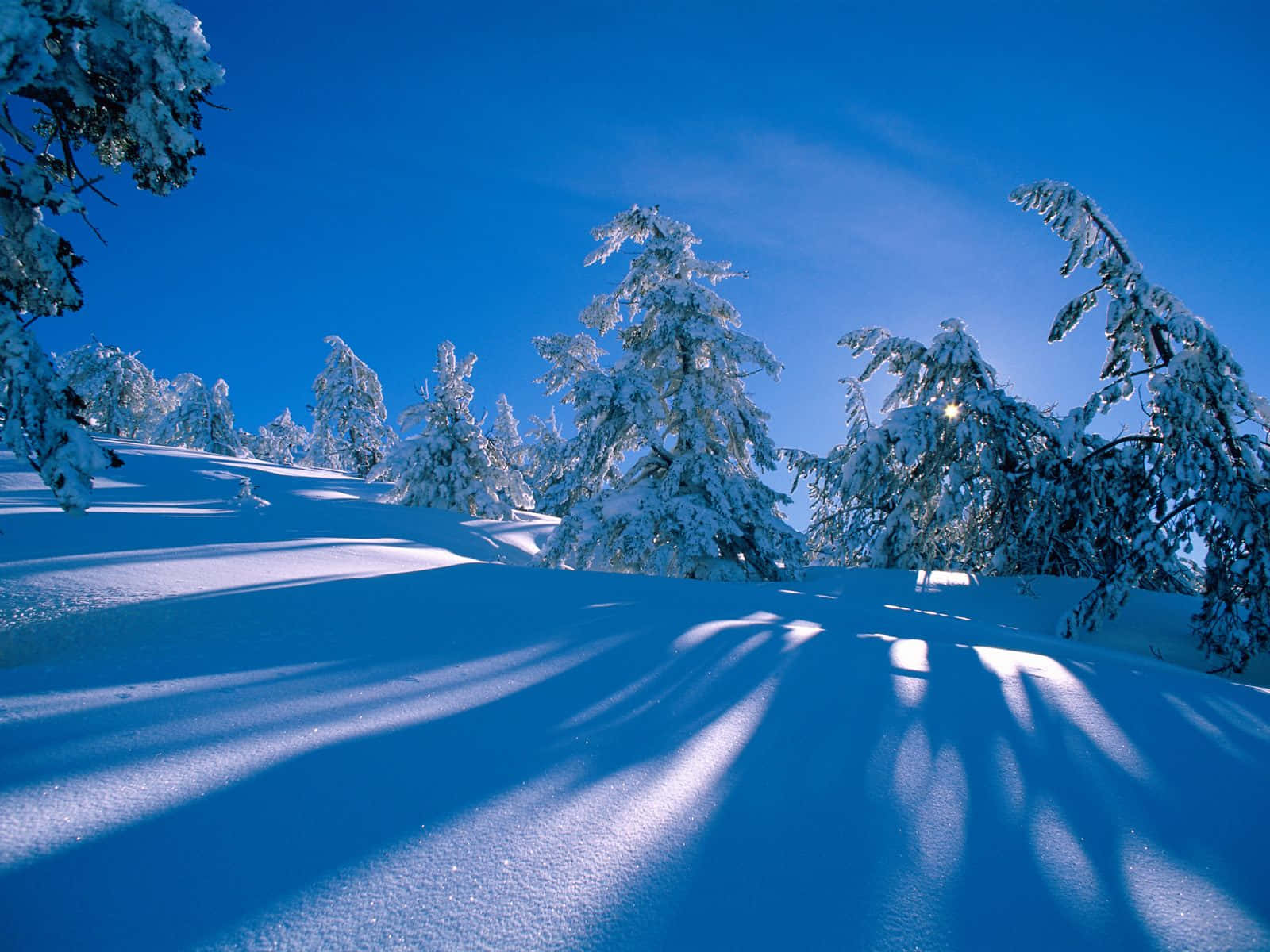 享受冬季的美景 壁紙 — 白雪覆蓋的樹木在晴朗的天空下，在明亮的藍色冬季景觀中投下長長的陰影。