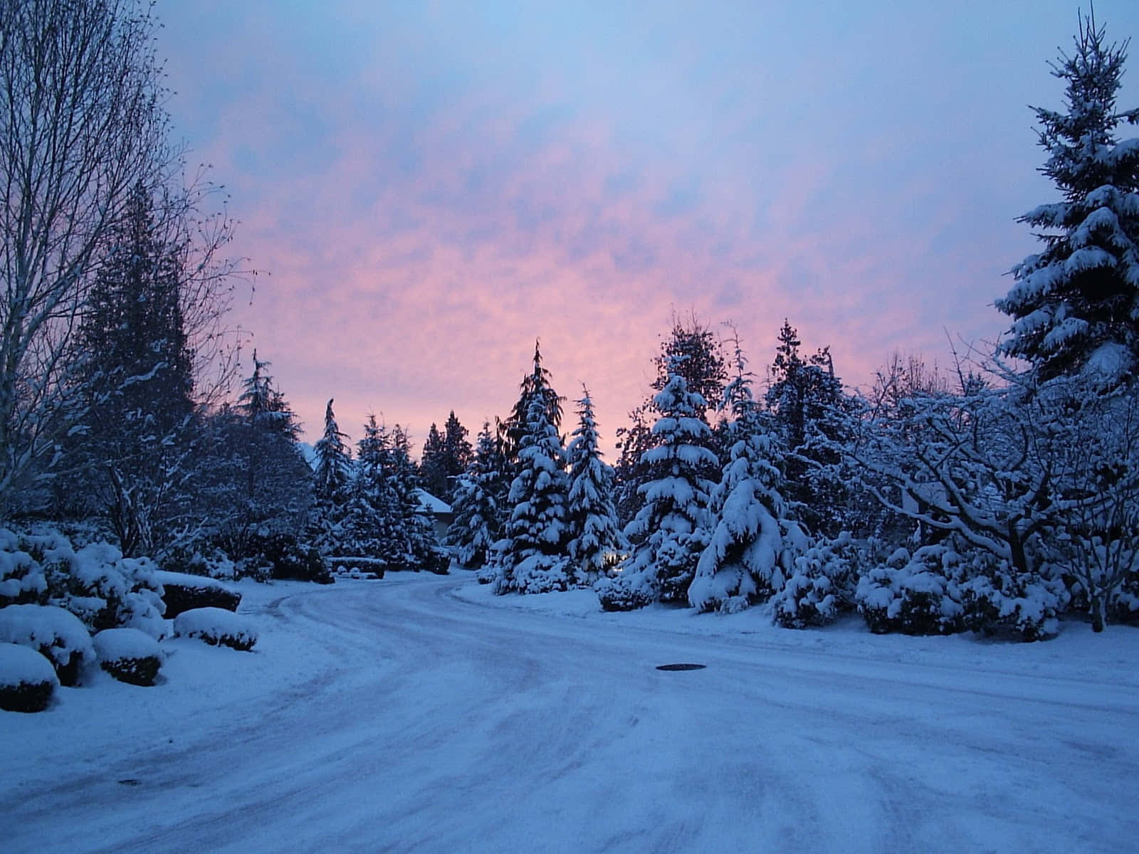 享受冬季的美麗 壁紙 — 一條被雪覆蓋的道路蜿蜒穿過常青樹林，在暮色天空下呈現柔和的粉紅色和藍色色調。