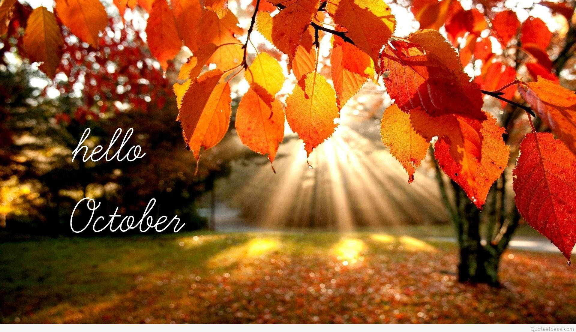 公園中的秋葉、陽光和hello October文字。