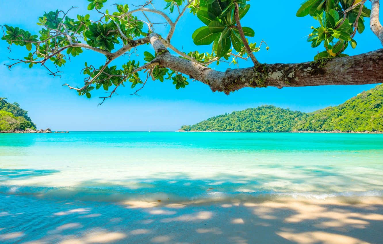 享受夏日之美 壁紙 — 一個寧靜的熱帶海灘，有碧綠的海水和一個鬱鬱蔥蔥的綠色島嶼，上方有樹枝框住。