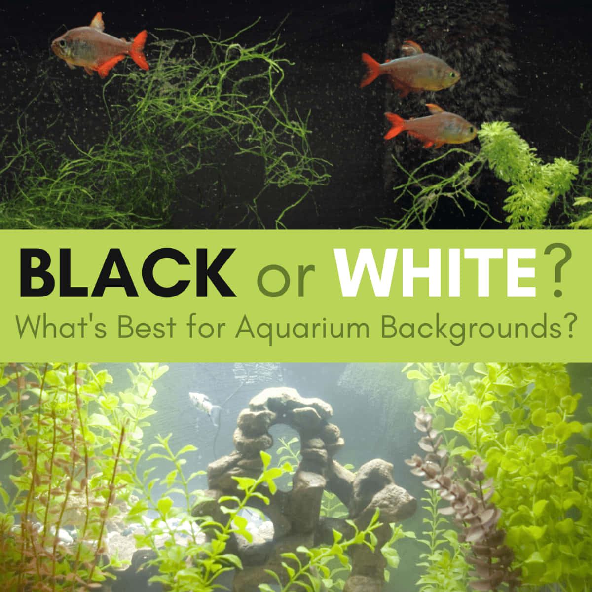 紅色和銀色魚兒在黑色水族箱背景下的綠色植物中游動。